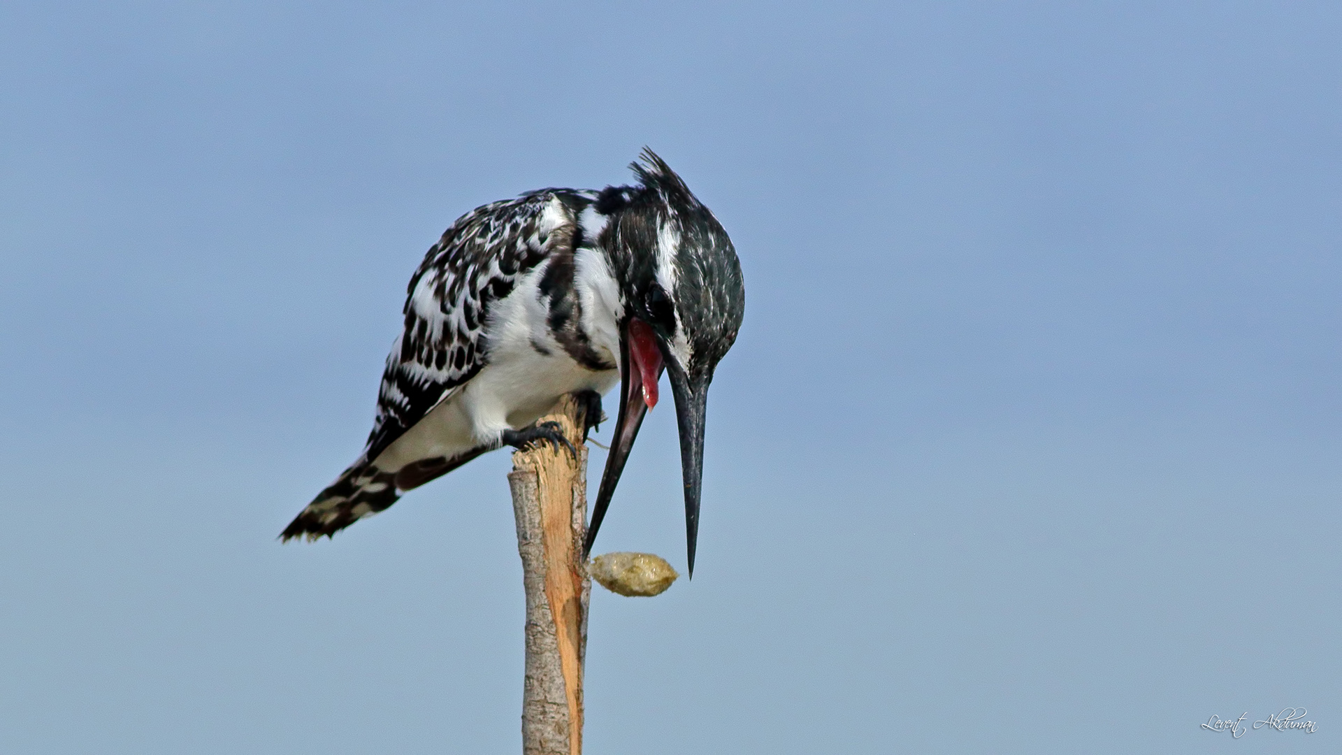 Alaca yalıçapkını