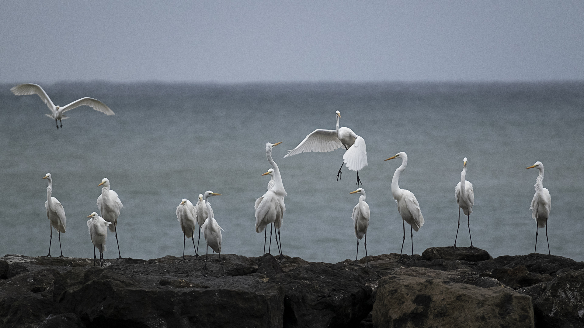 Büyük ak balıkçıl » Great Egret » Ardea alba