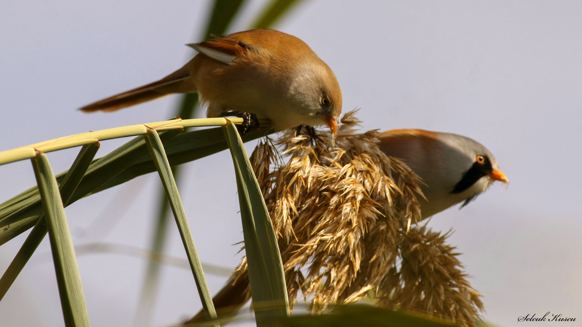 Bıyıklı baştankara