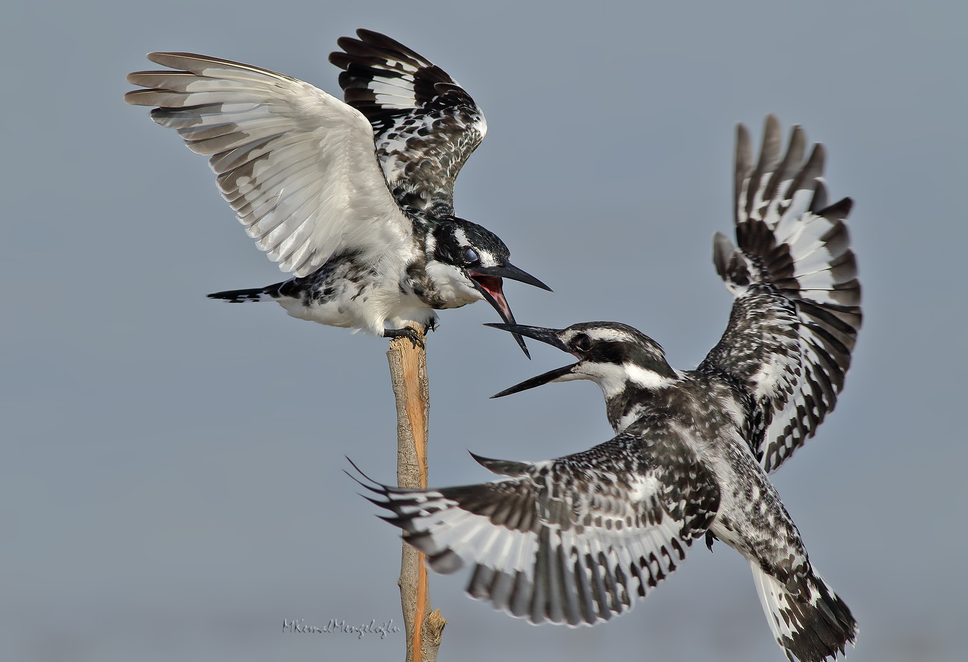 Alaca yalıçapkını