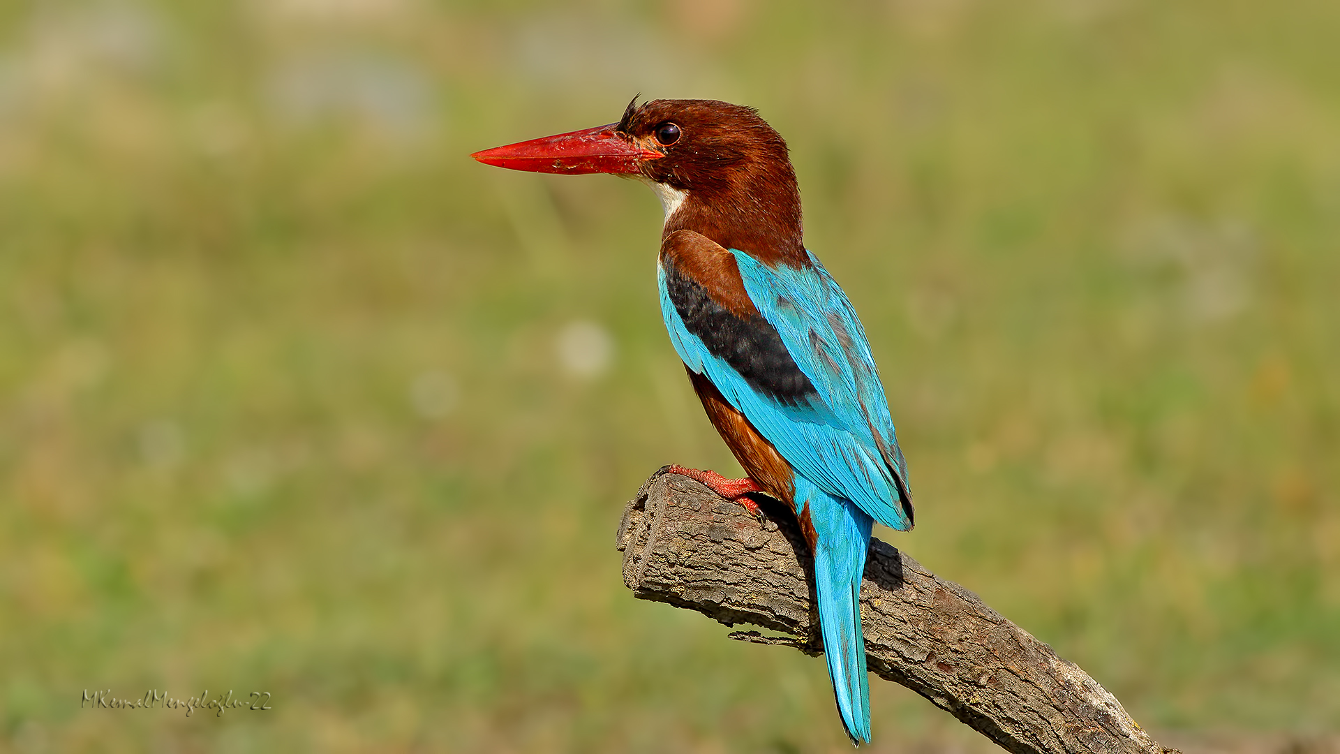 İzmir yalıçapkını