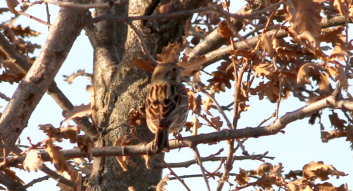 Akbaşlı kirazkuşu