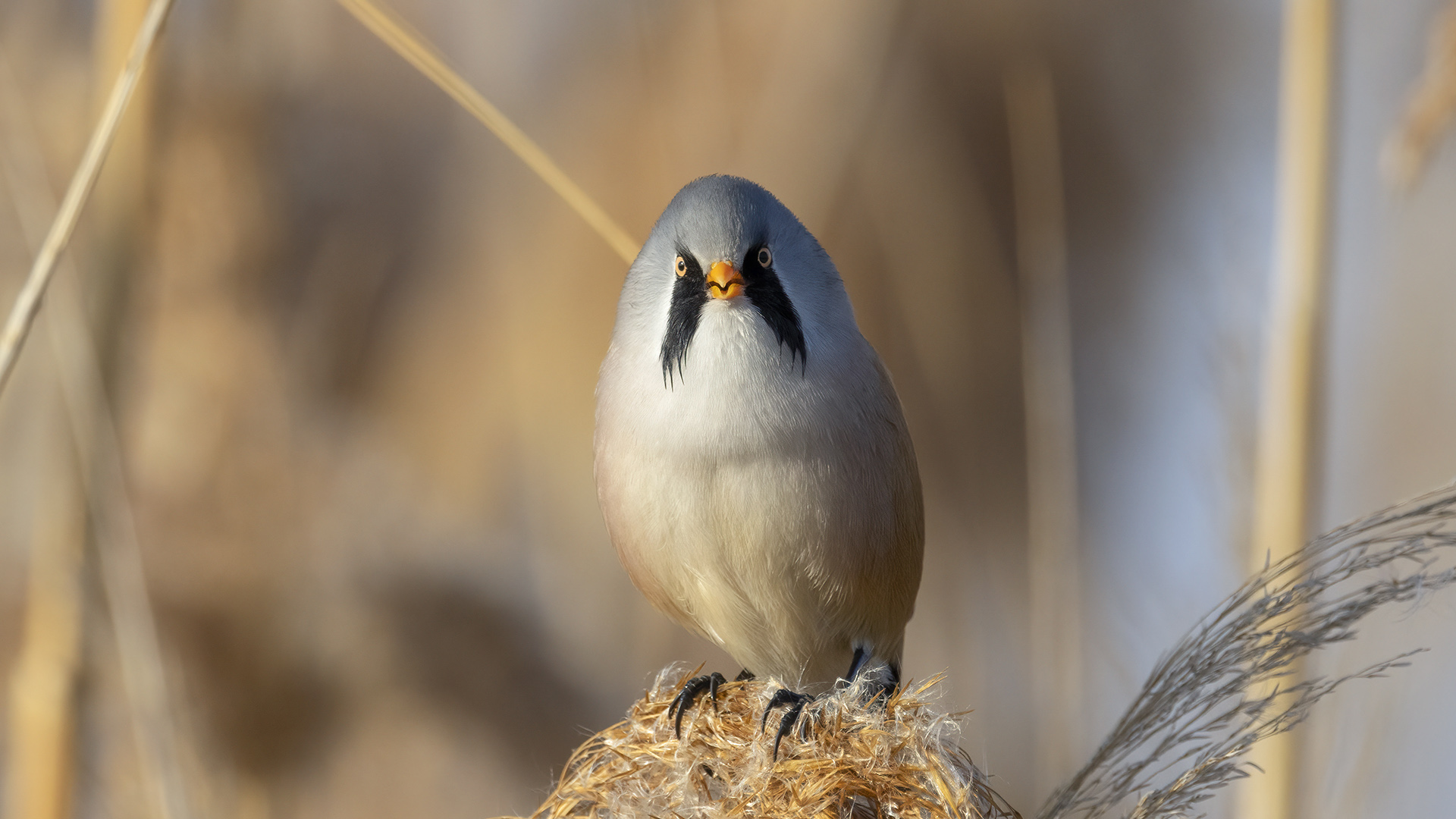 Bıyıklı baştankara