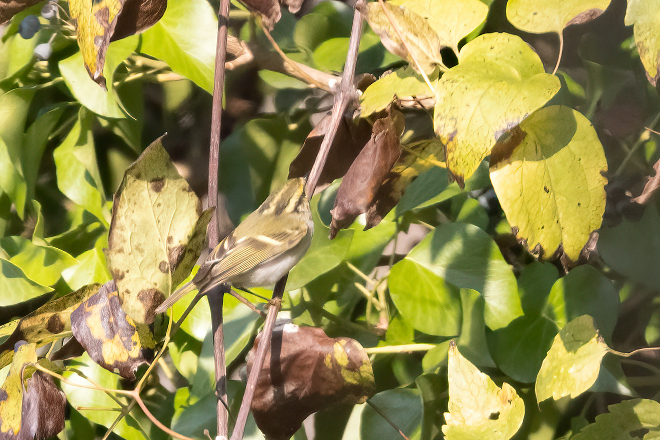 Çalıkuşu çıvgını