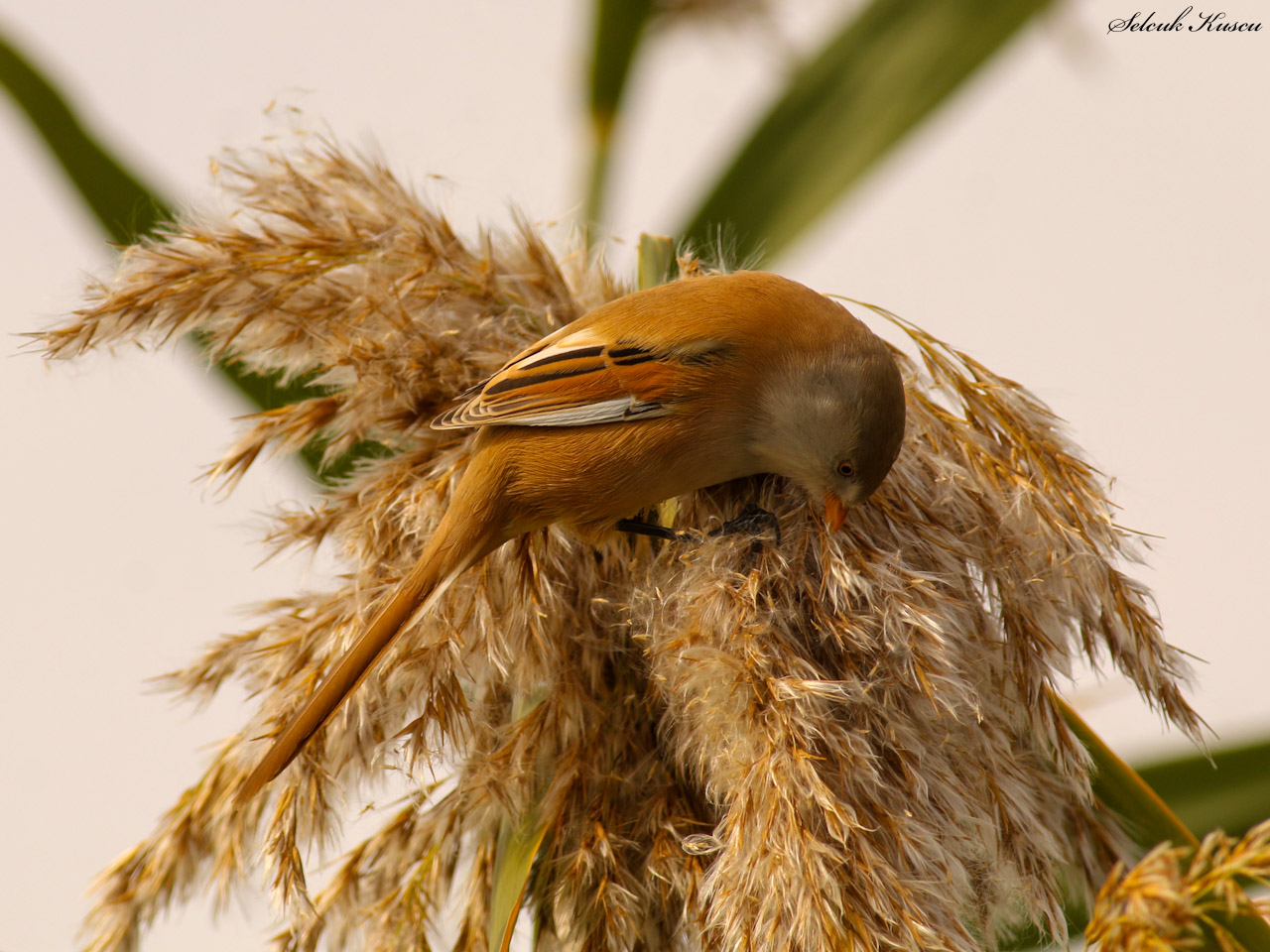 Bıyıklı baştankara