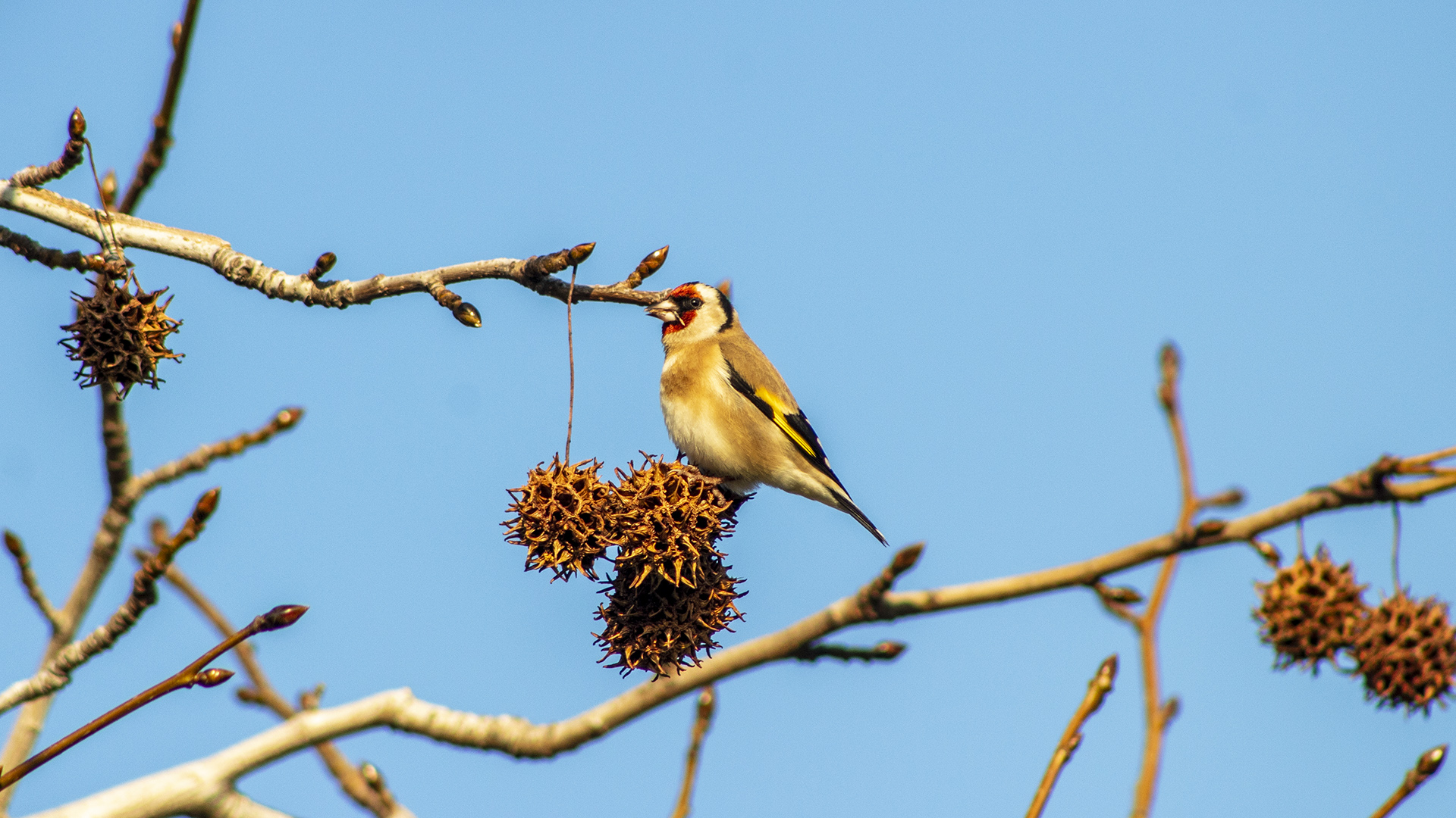 Saka » European Goldfinch » Carduelis carduelis