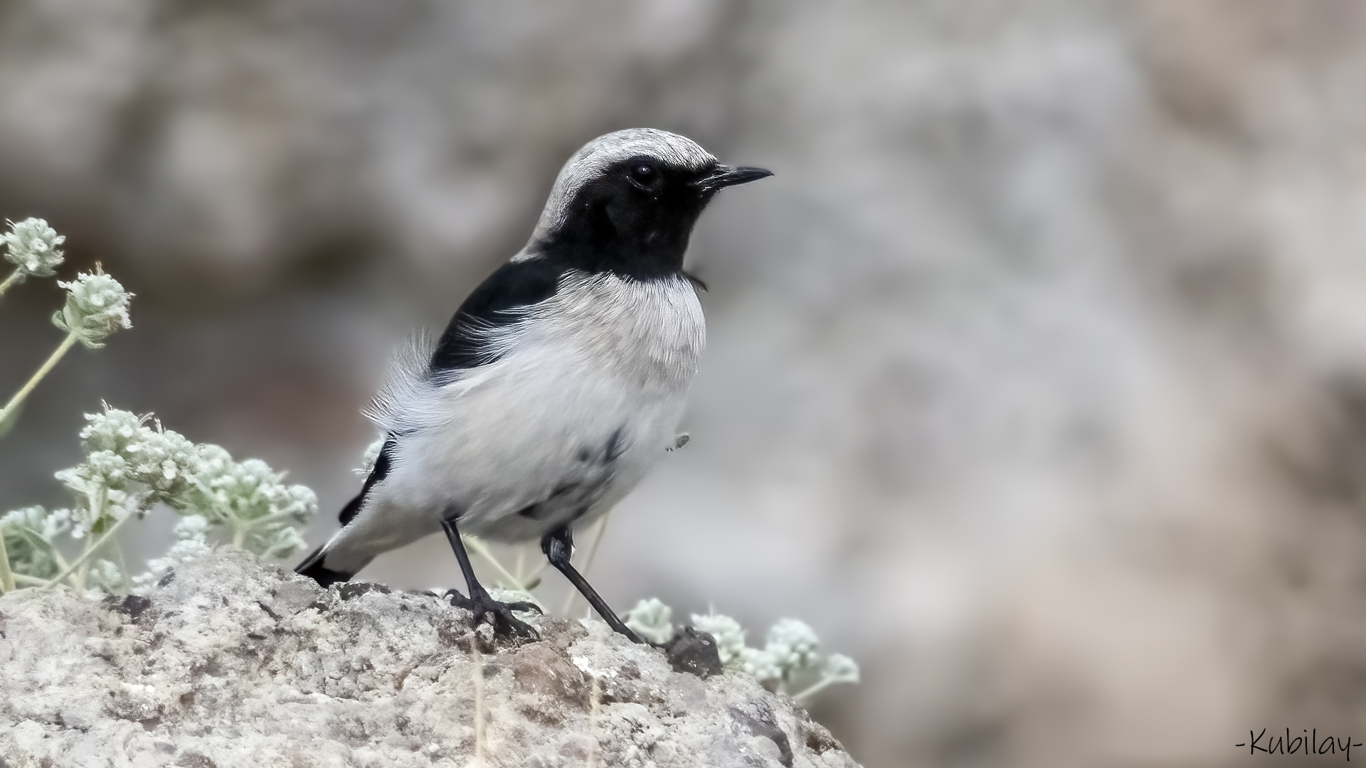 Aksırtlı kuyrukkakan