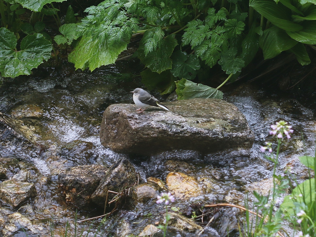 Dağ kuyruksallayanı
