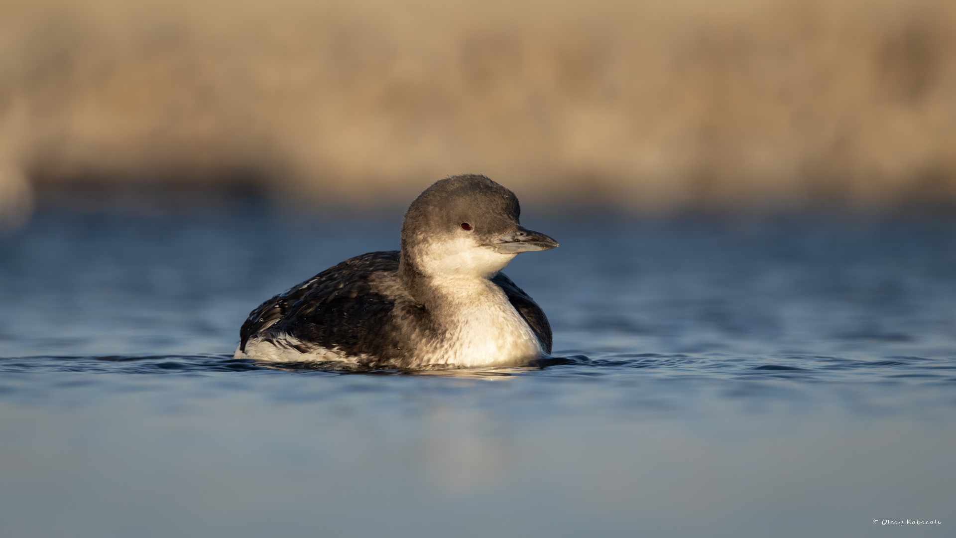 Karagerdanlı dalgıç