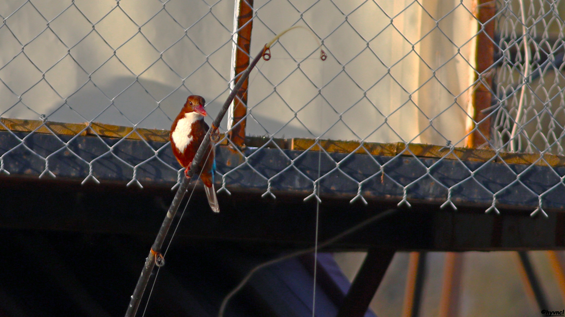 İzmir yalıçapkını