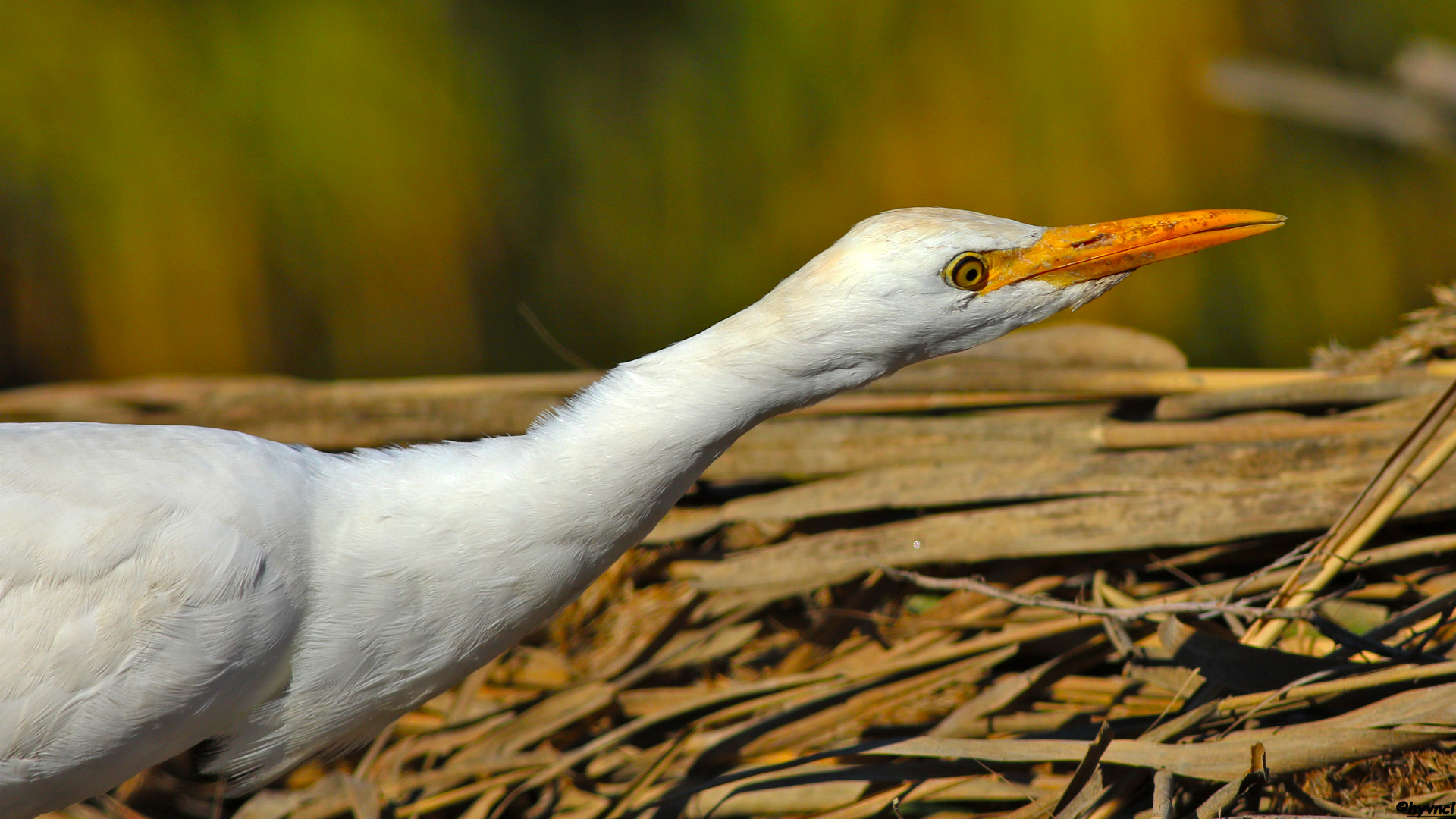 Sığır balıkçılı