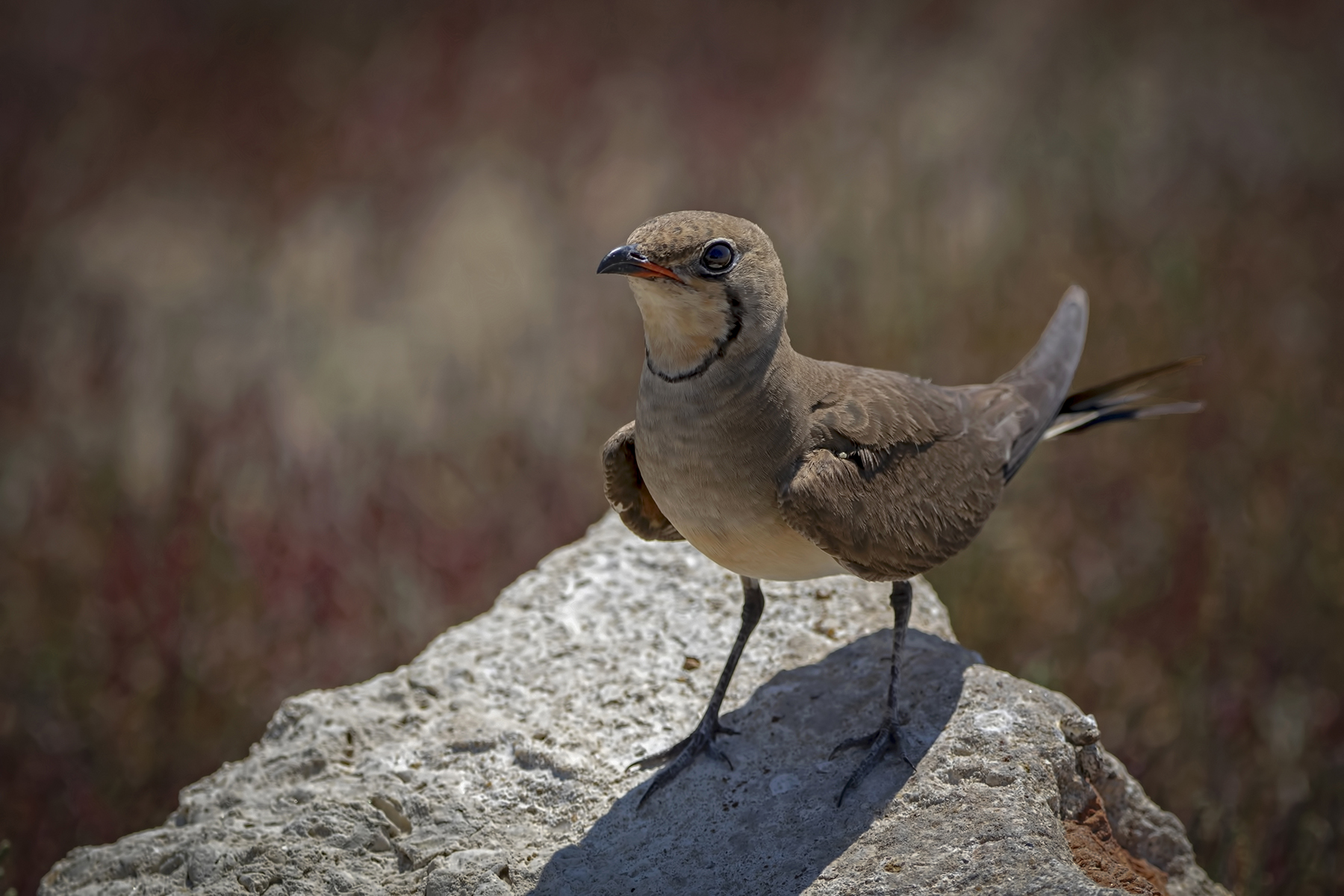 Bataklıkkırlangıcı