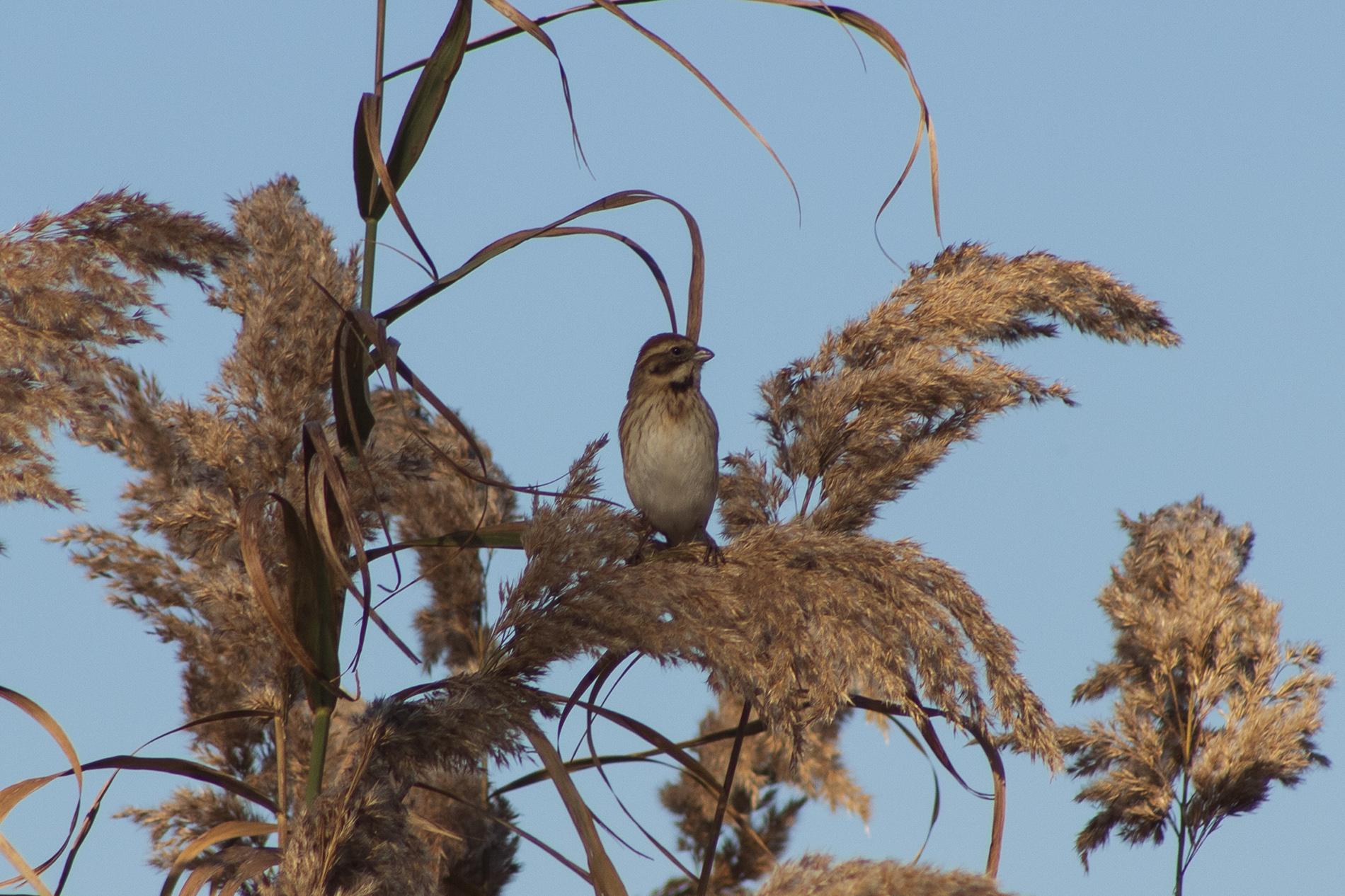 Bataklık Kirazkuşu