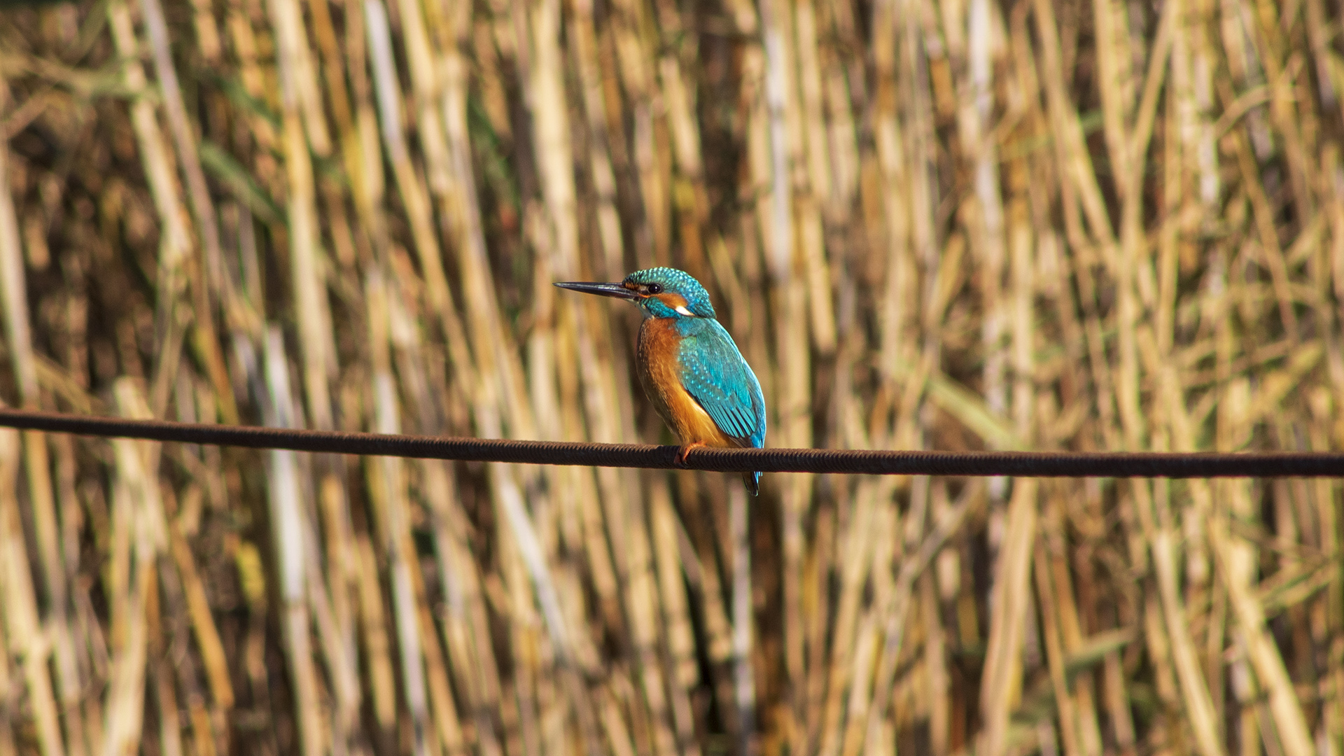 Yalıçapkını » Common Kingfisher » Alcedo atthis