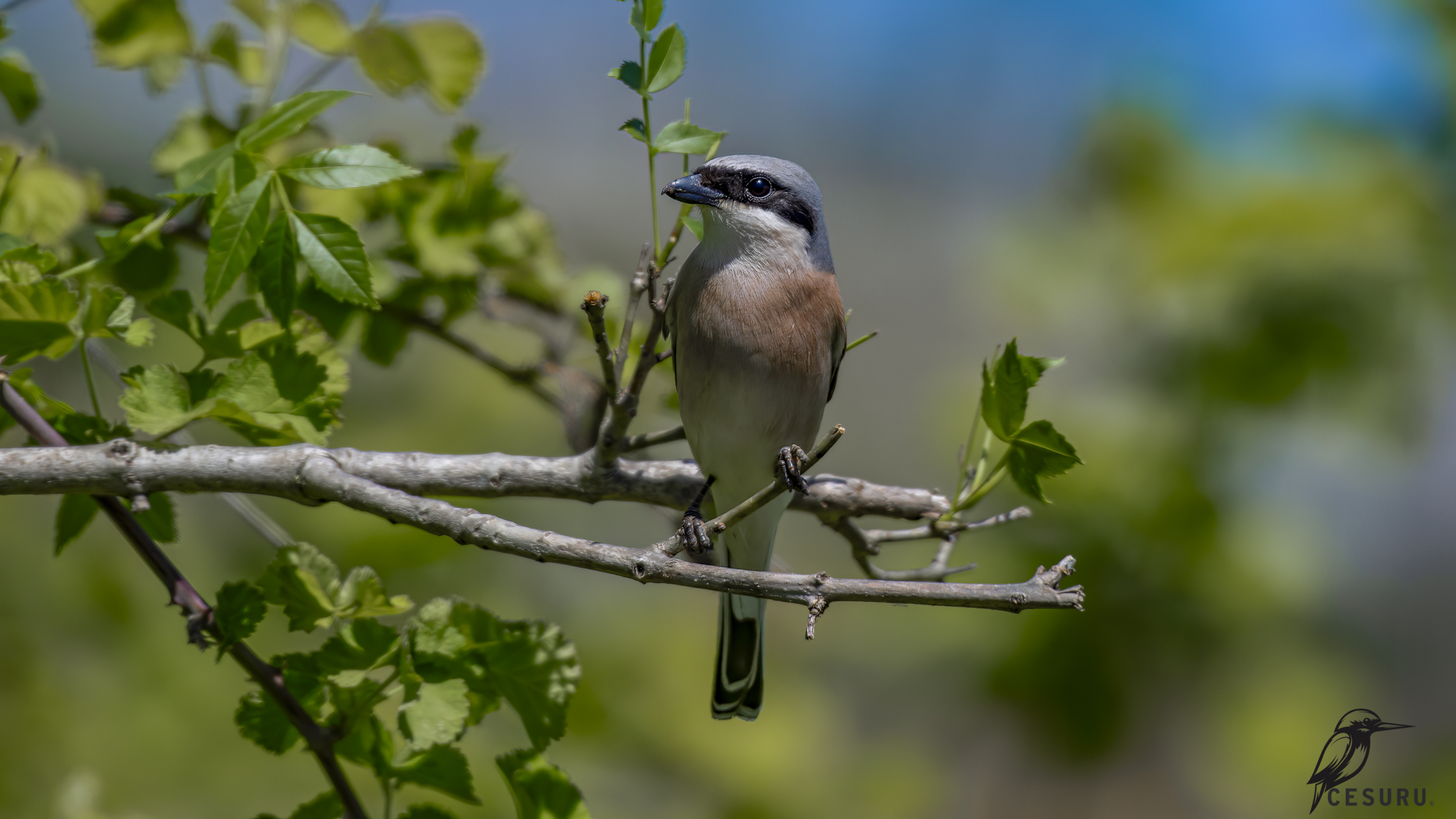 Kızılsırtlı örümcekkuşu
