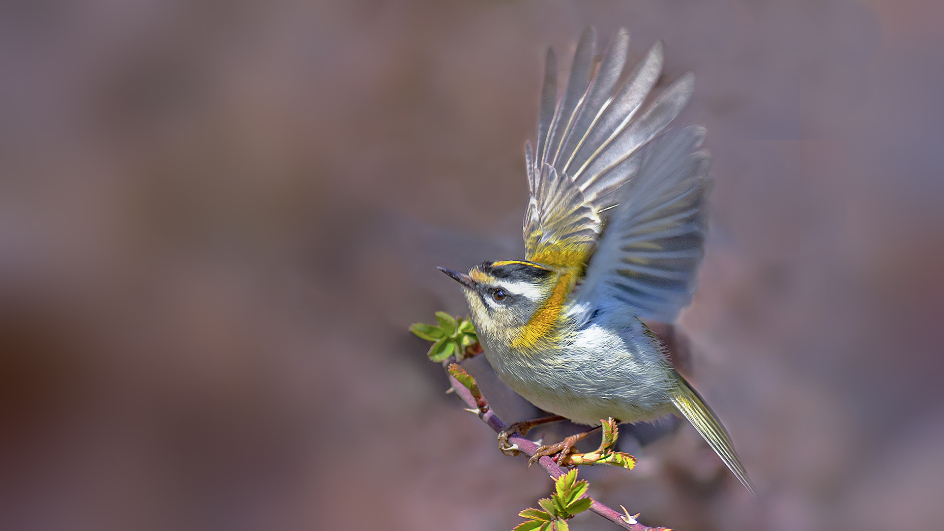 Sürmeli çalıkuşu