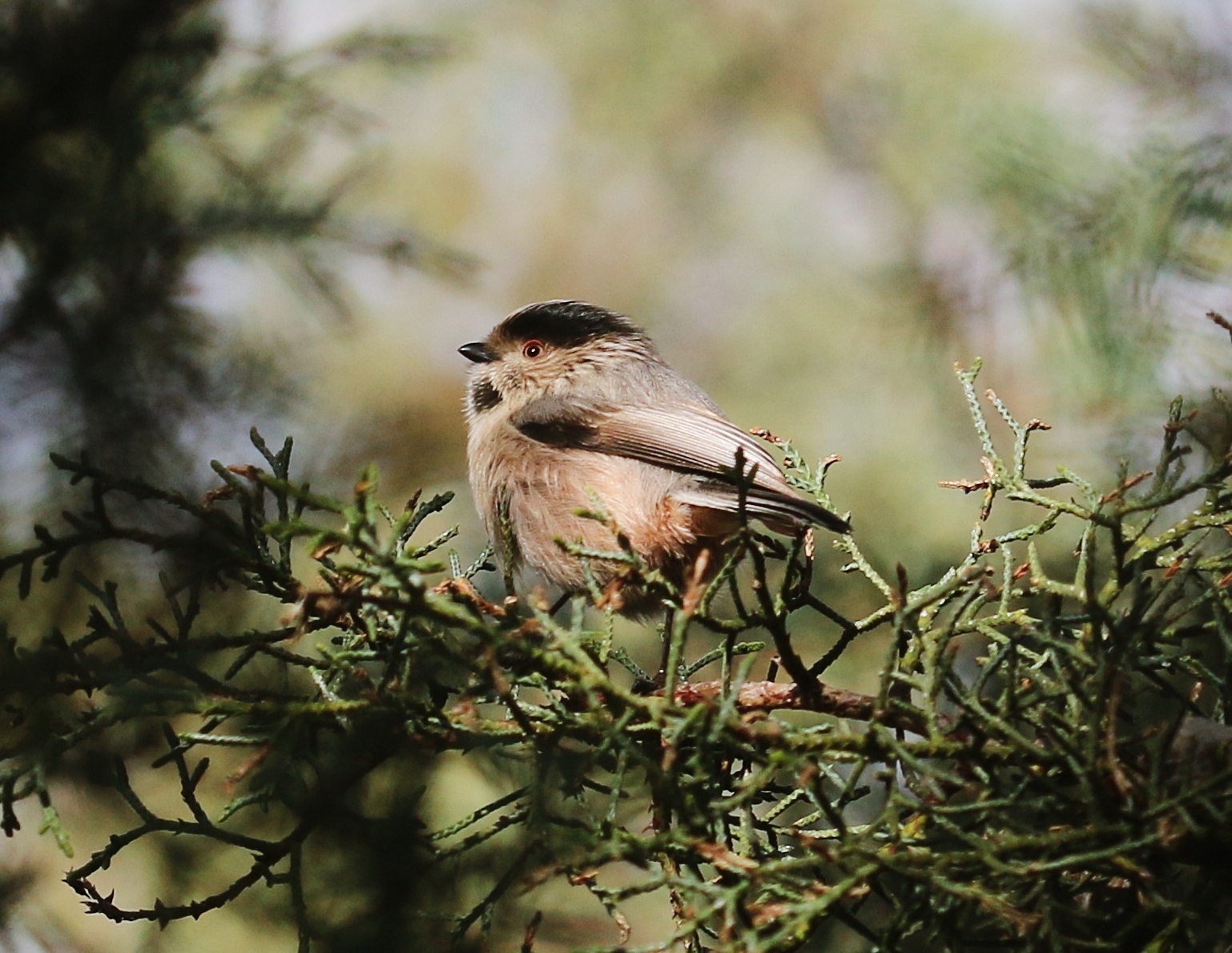 Uzunkuyruklu baştankara
