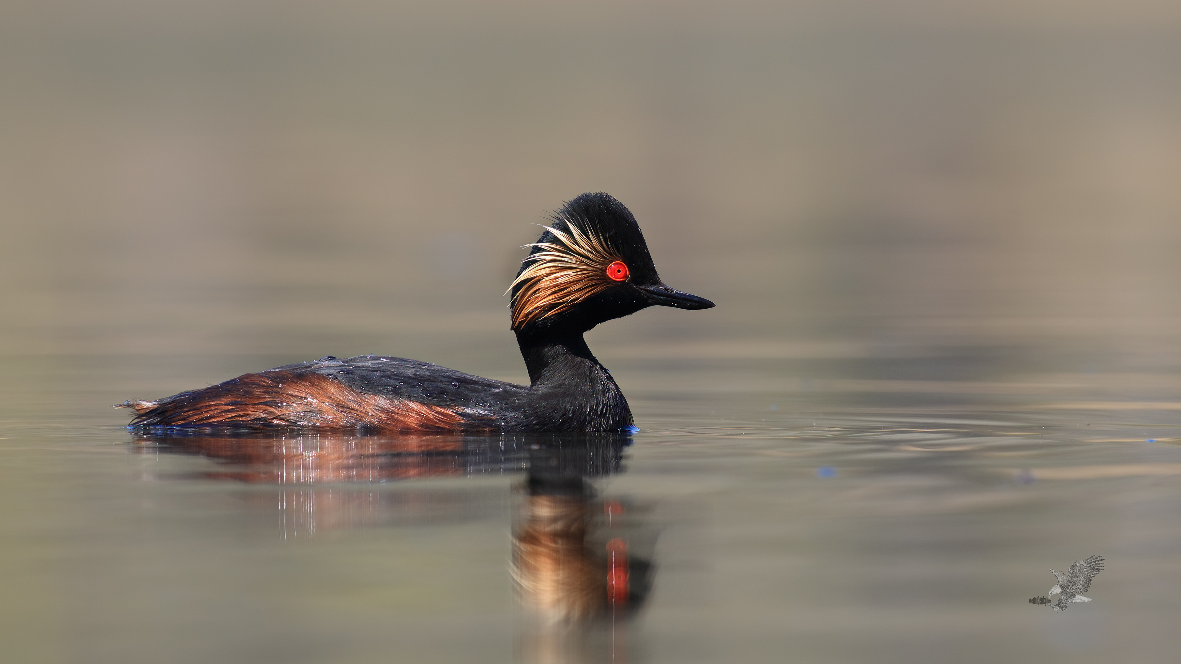 Karaboyunlu batağan