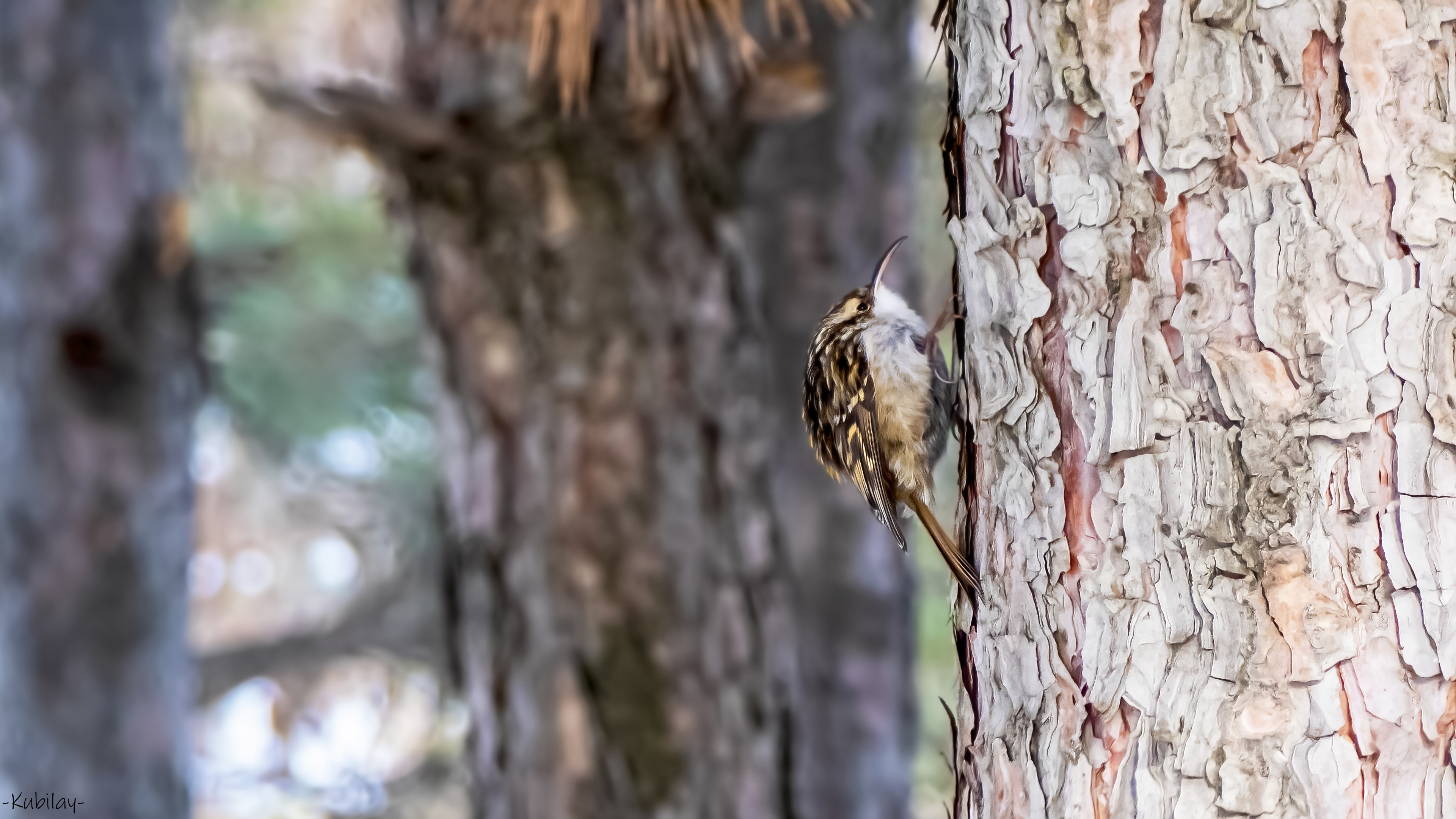 Bahçe tırmaşıkkuşu