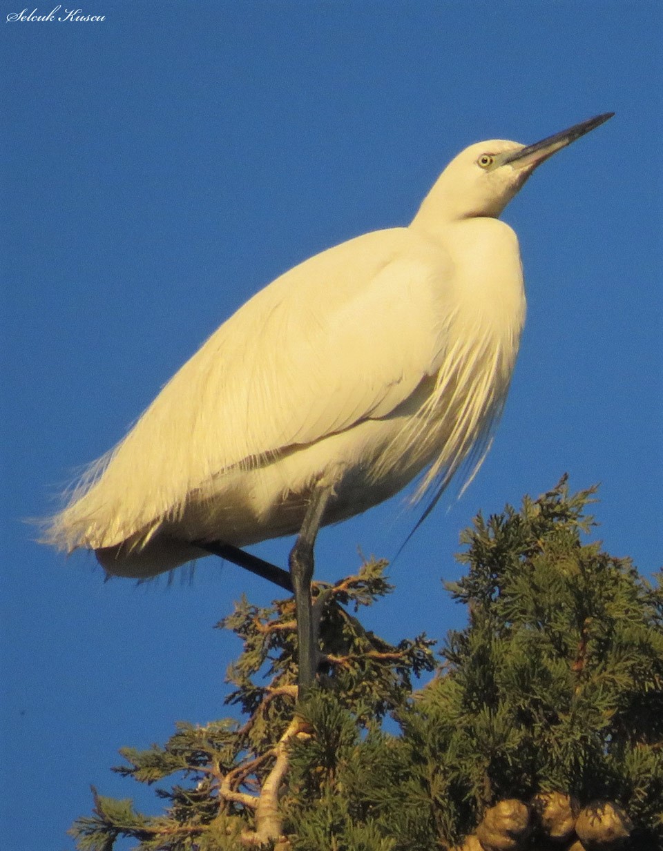 Küçük ak balıkçıl