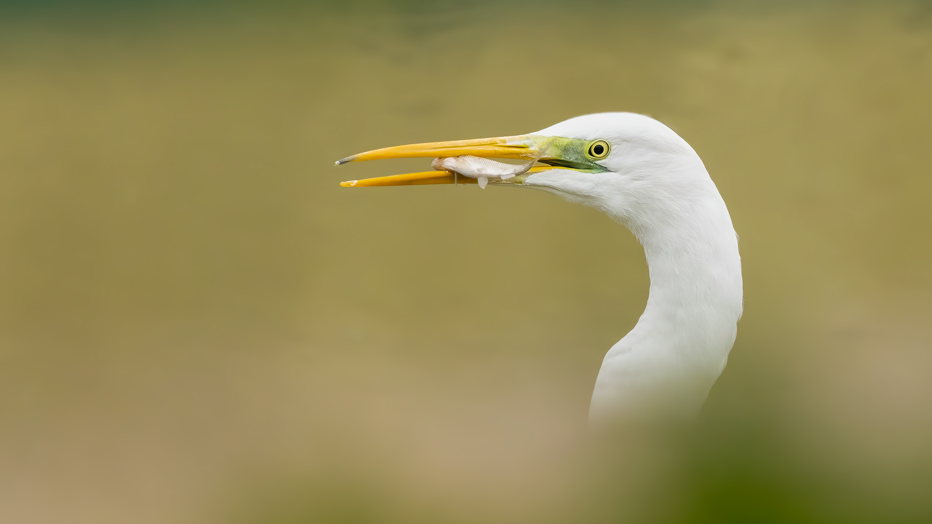 Büyük ak balıkçıl