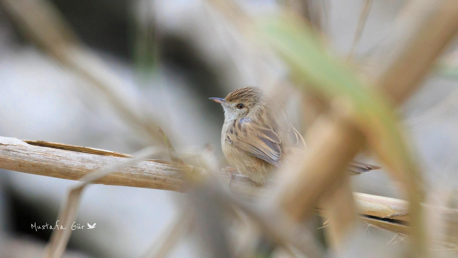 Dikkuyruklu ötleğen