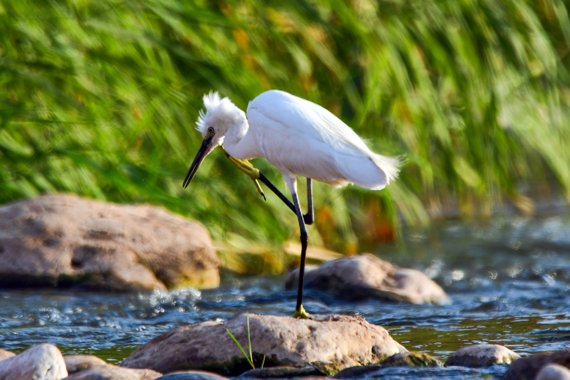 Küçük ak balıkçıl