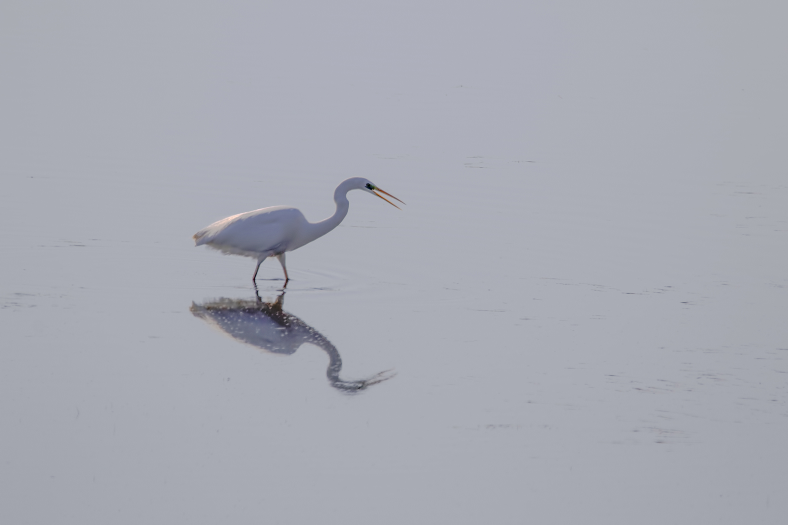 Büyük ak balıkçıl