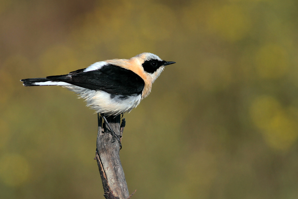 Karakulaklı kuyrukkakan