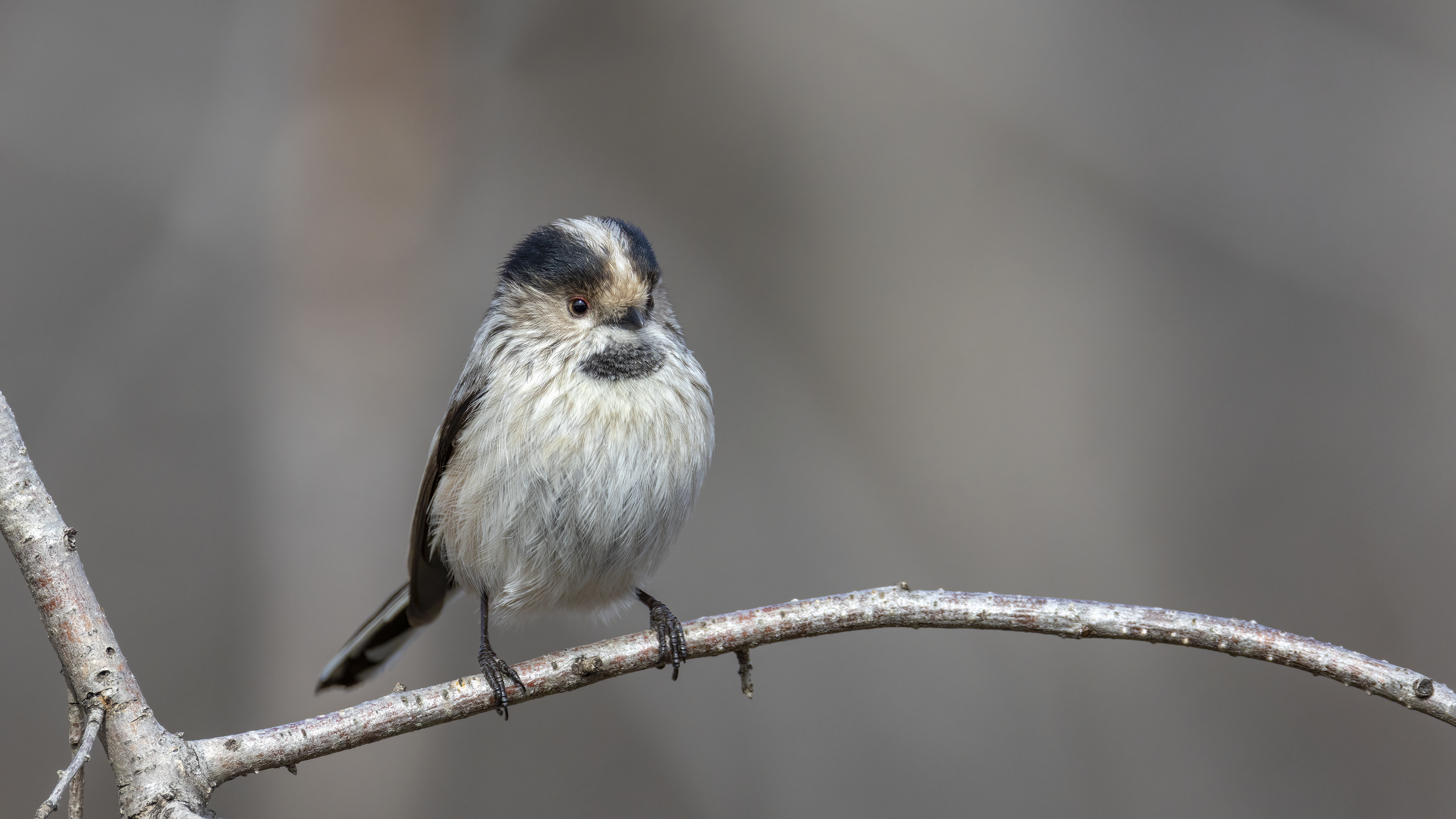 Uzunkuyruklu baştankara