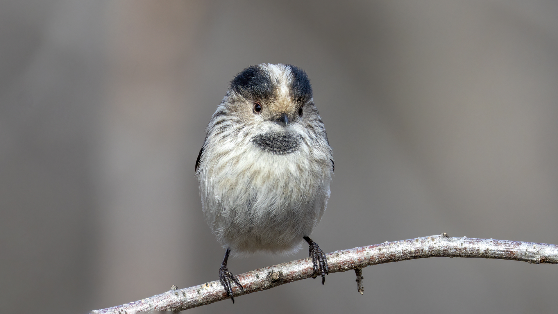Uzunkuyruklu baştankara