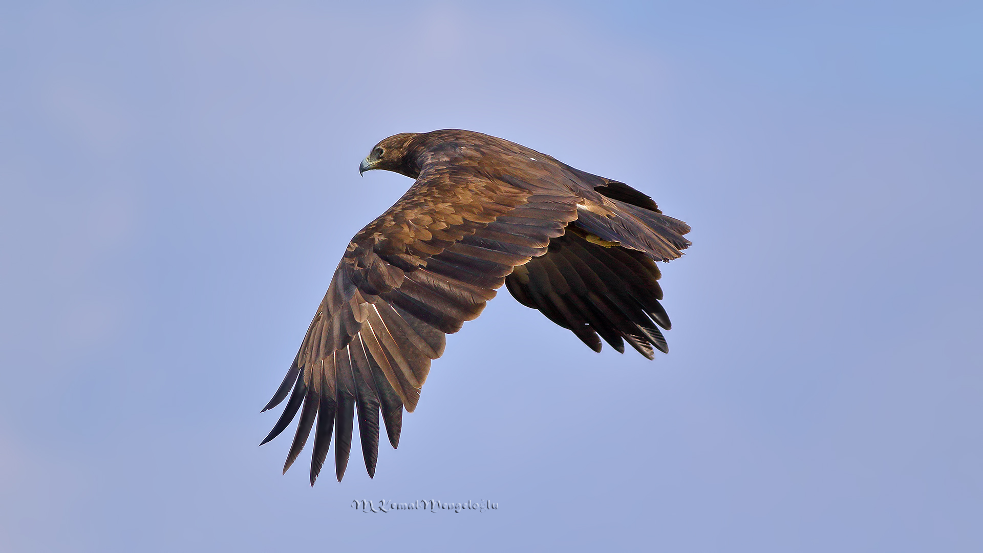 Büyük orman kartalı