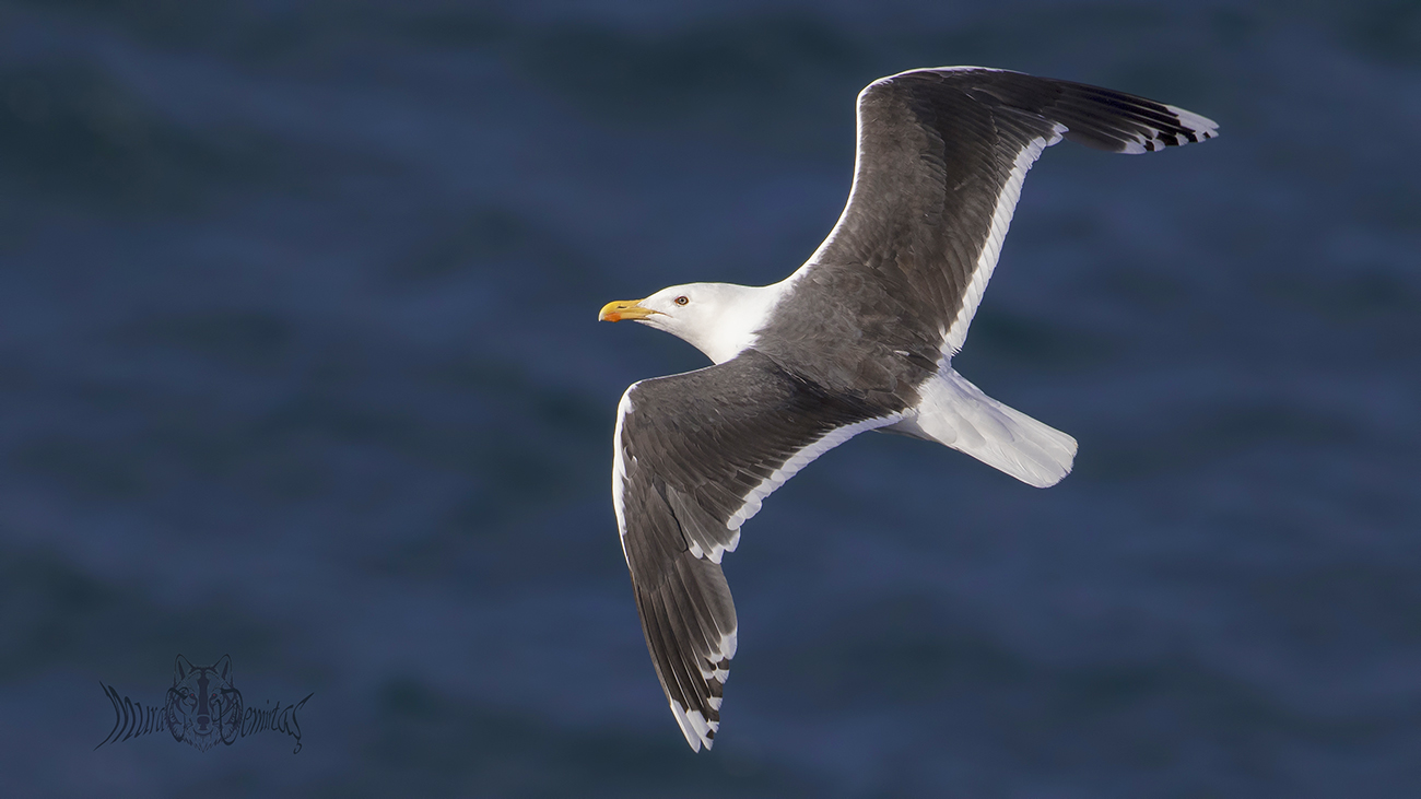 Büyük karasırtlı martı