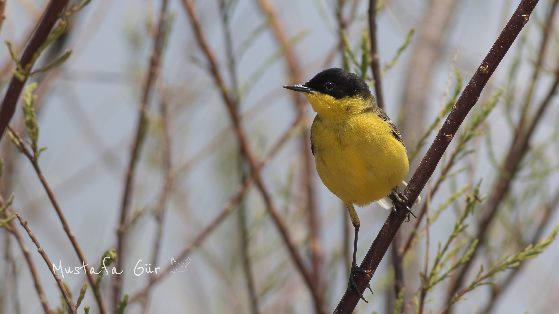 Sarı kuyruksallayan