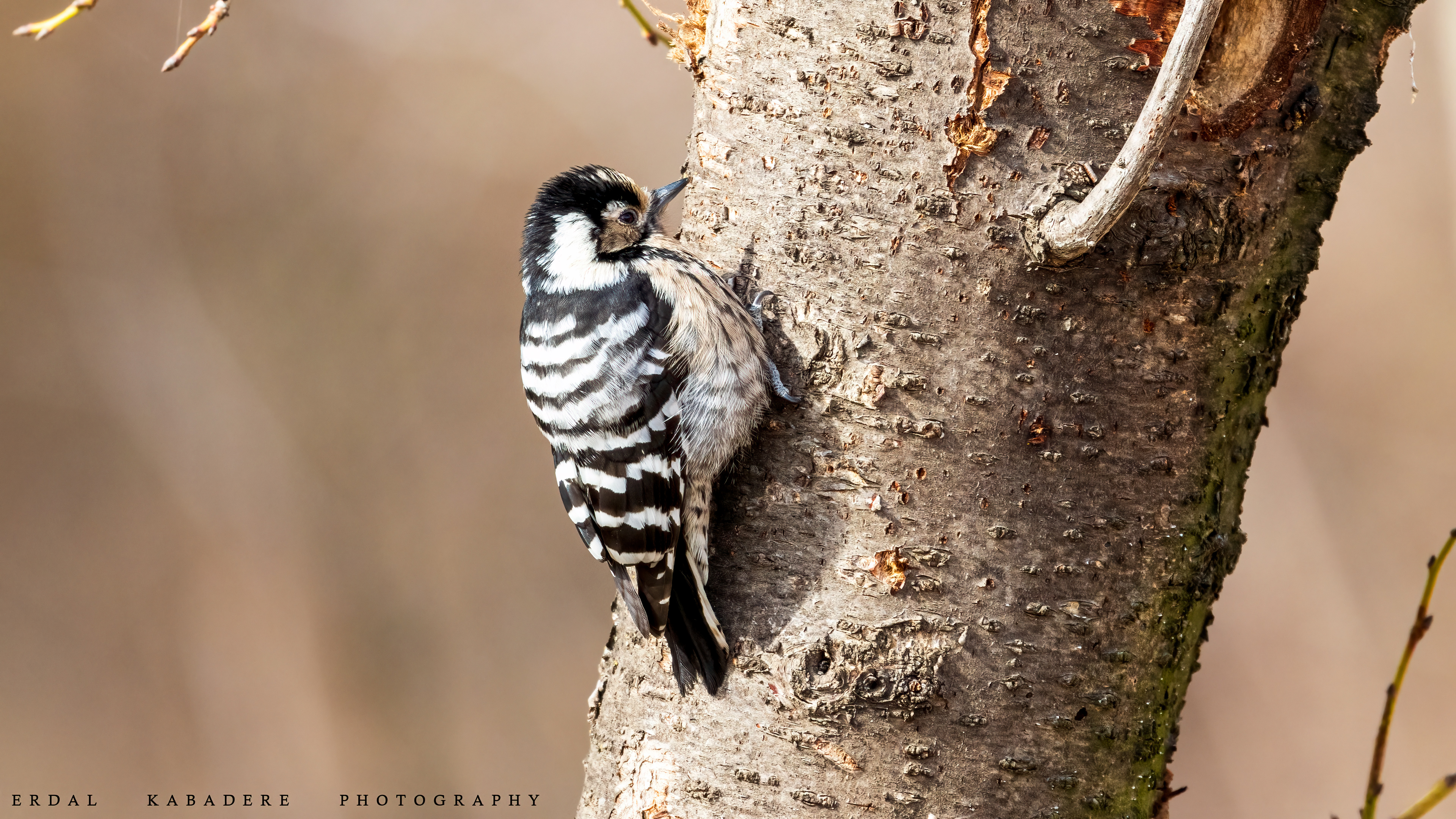 Küçük ağaçkakan