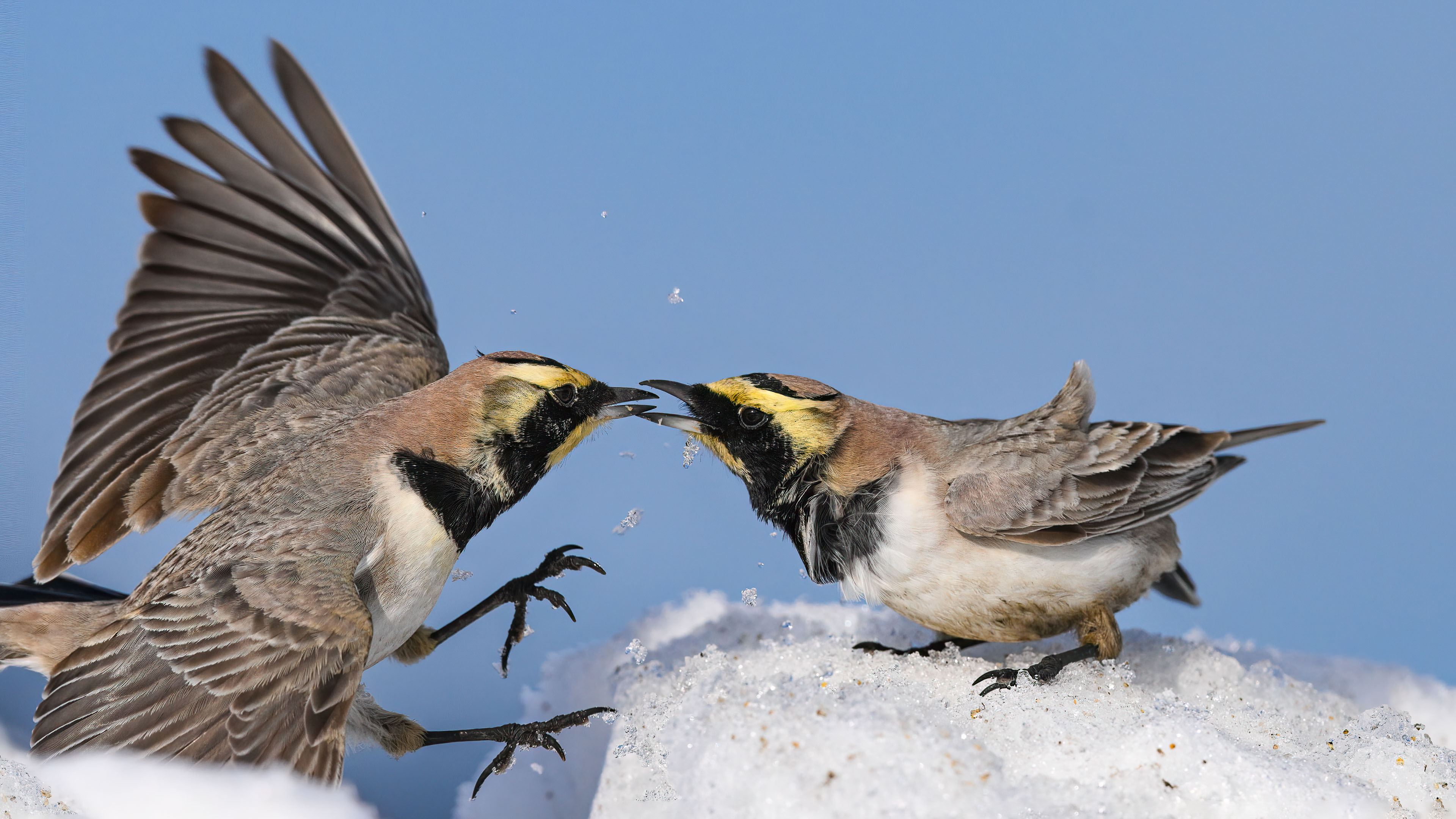 Kulaklı toygar » Horned Lark » Eremophila alpestris