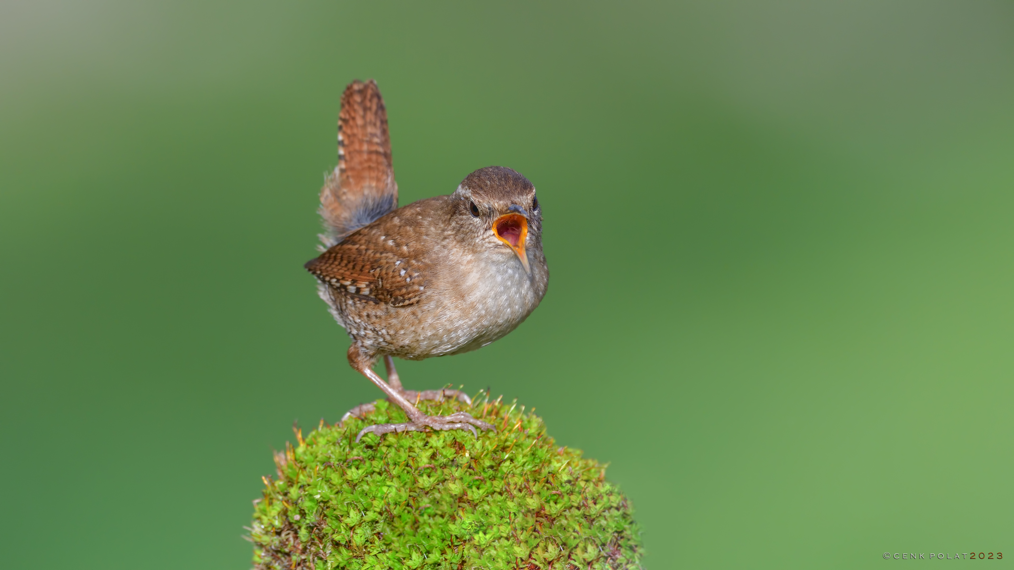 Eurasian Wren