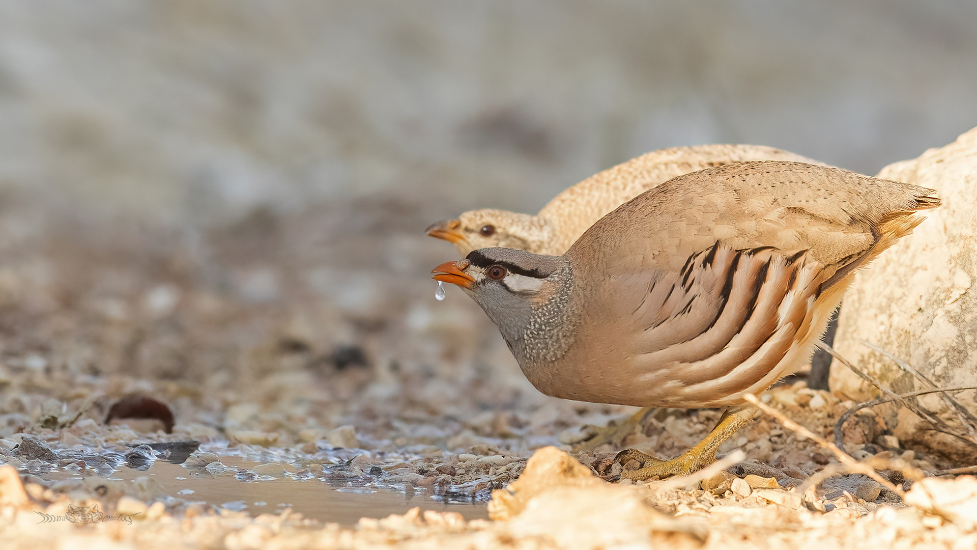 See-see Partridge