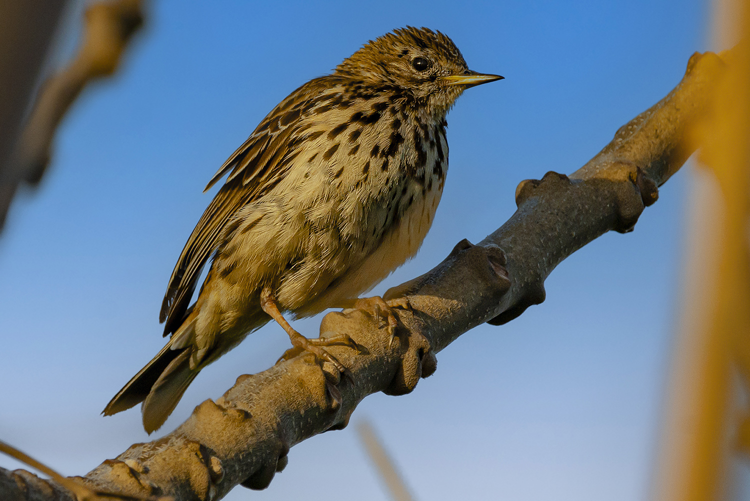 Meadow Pipit