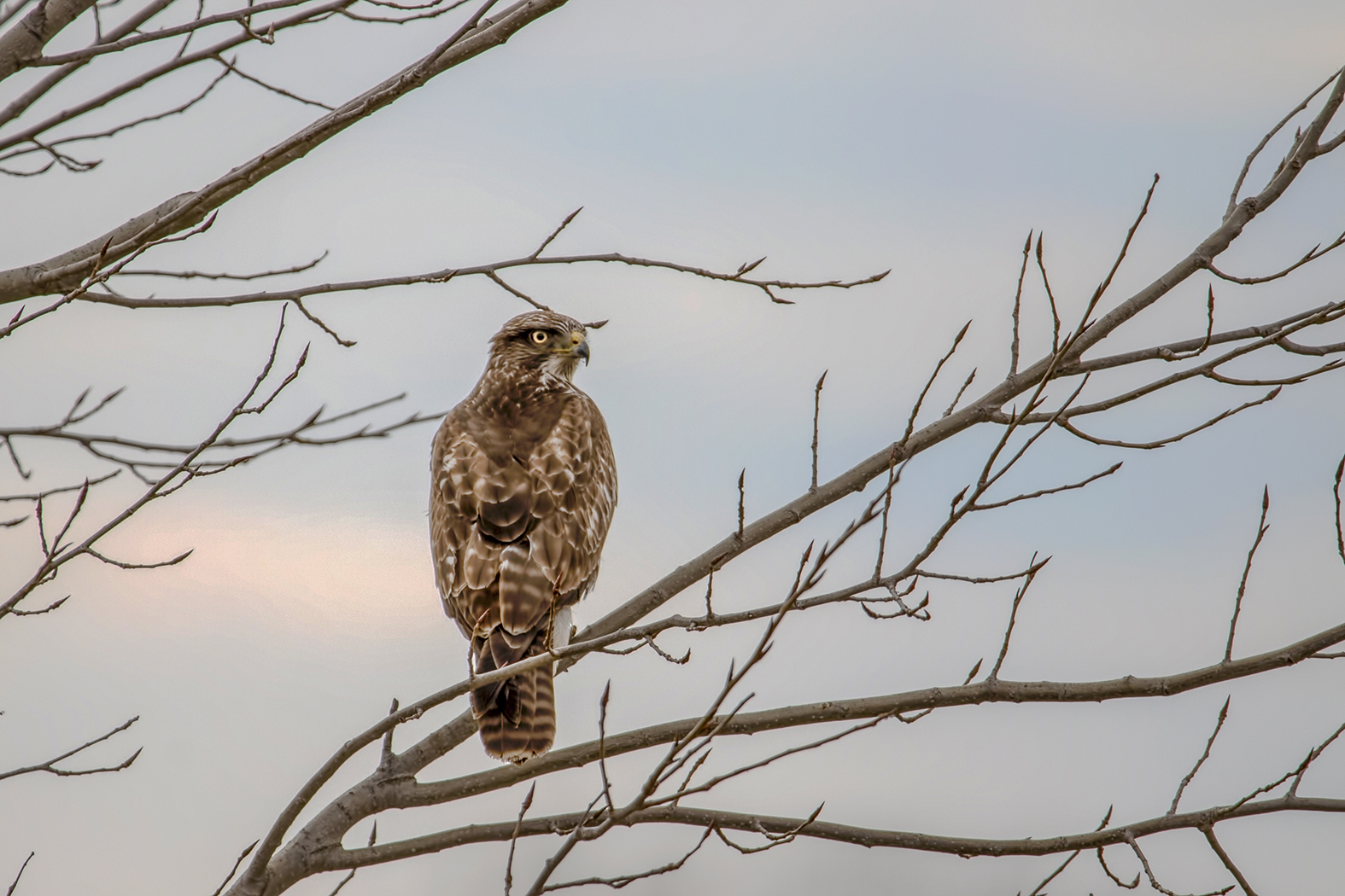 Common Buzzard