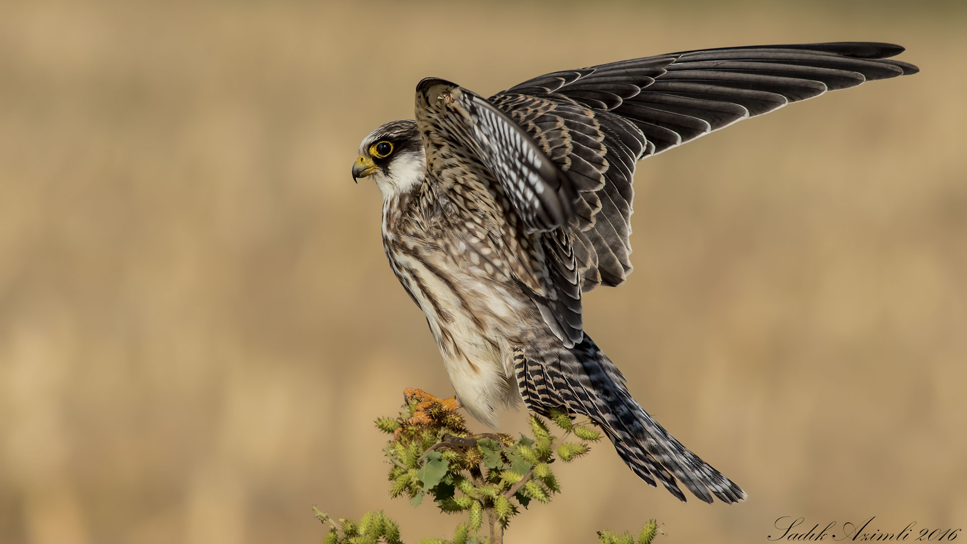 Red-footed Falcon