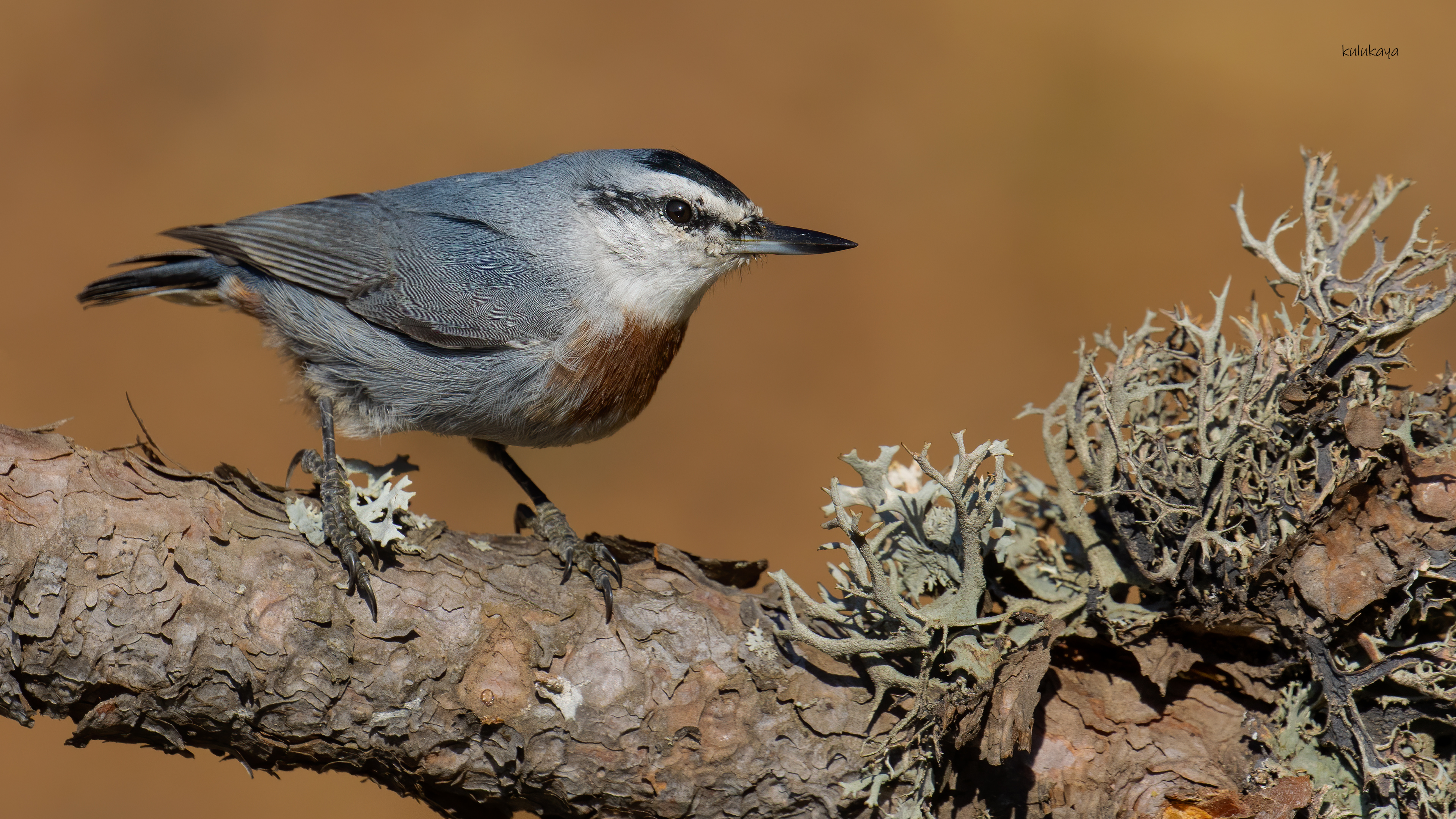 Anadolu sıvacısı » Krüper`s Nuthatch » Sitta krueperi