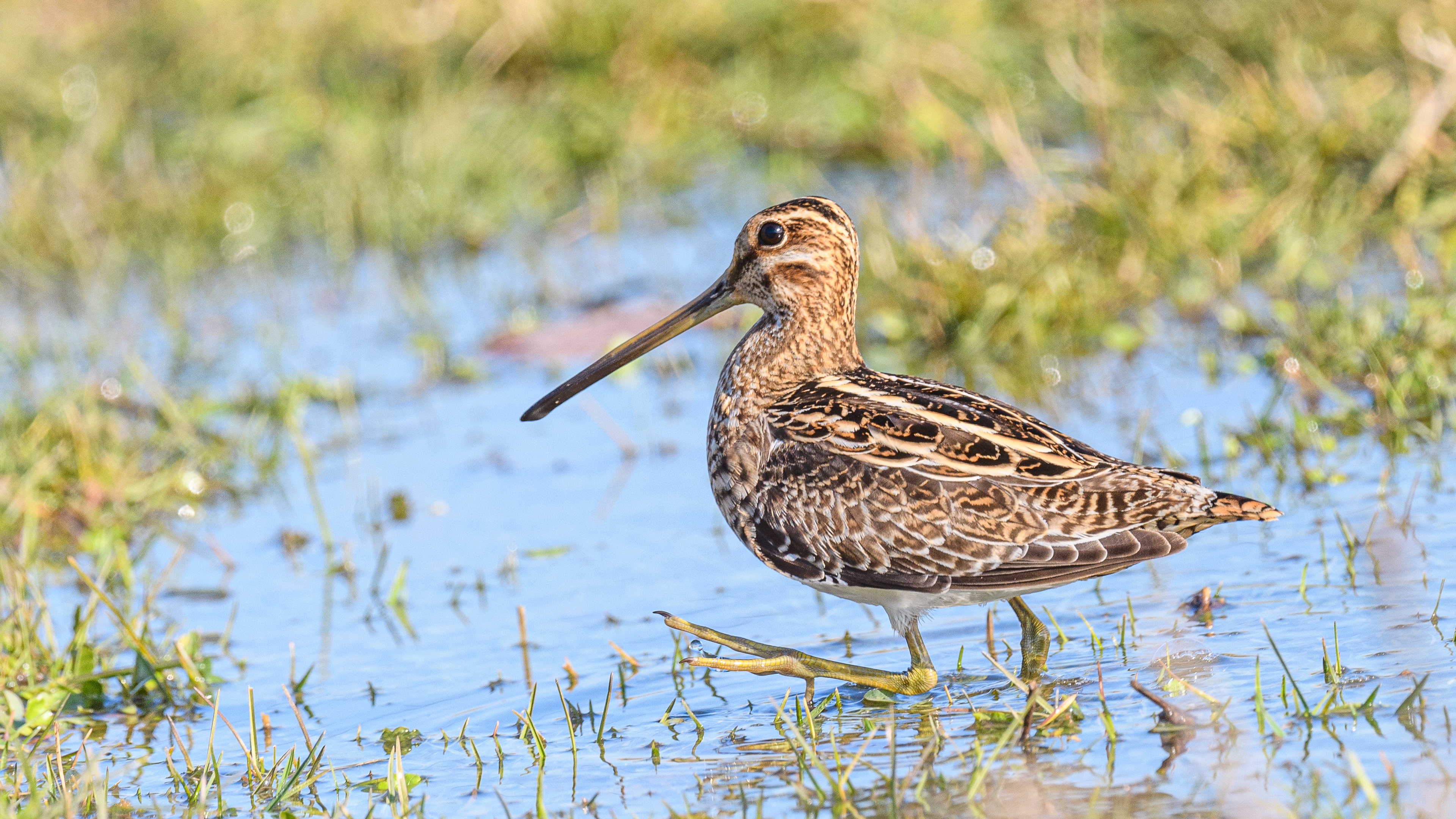 Common Snipe