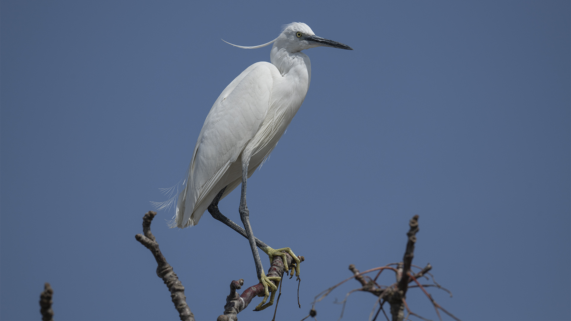 Little Egret