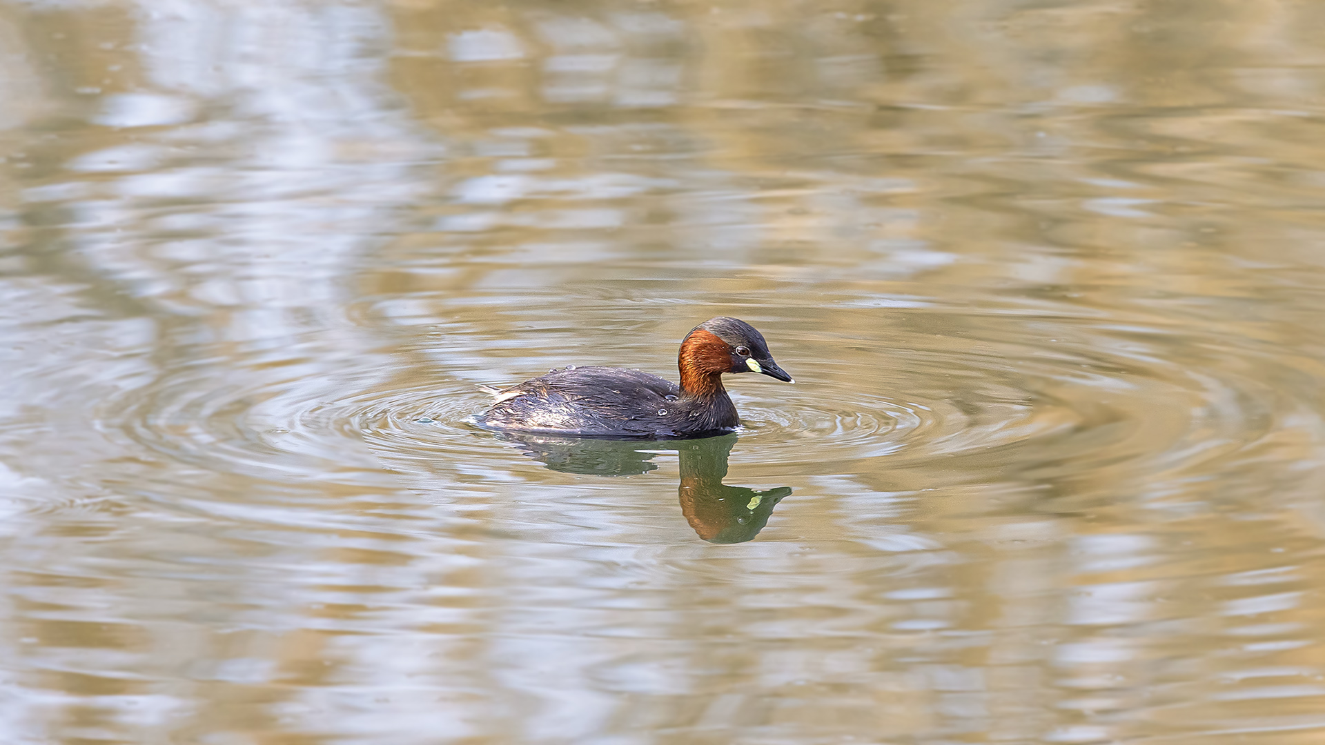 Little Grebe