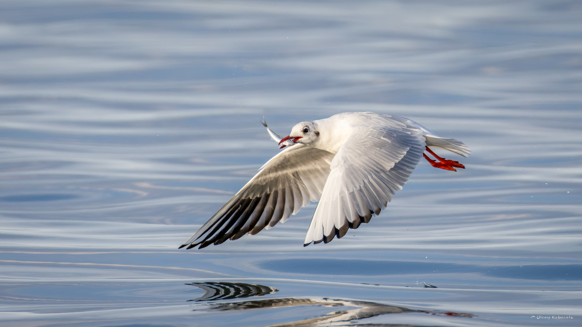 Black-headed Gull