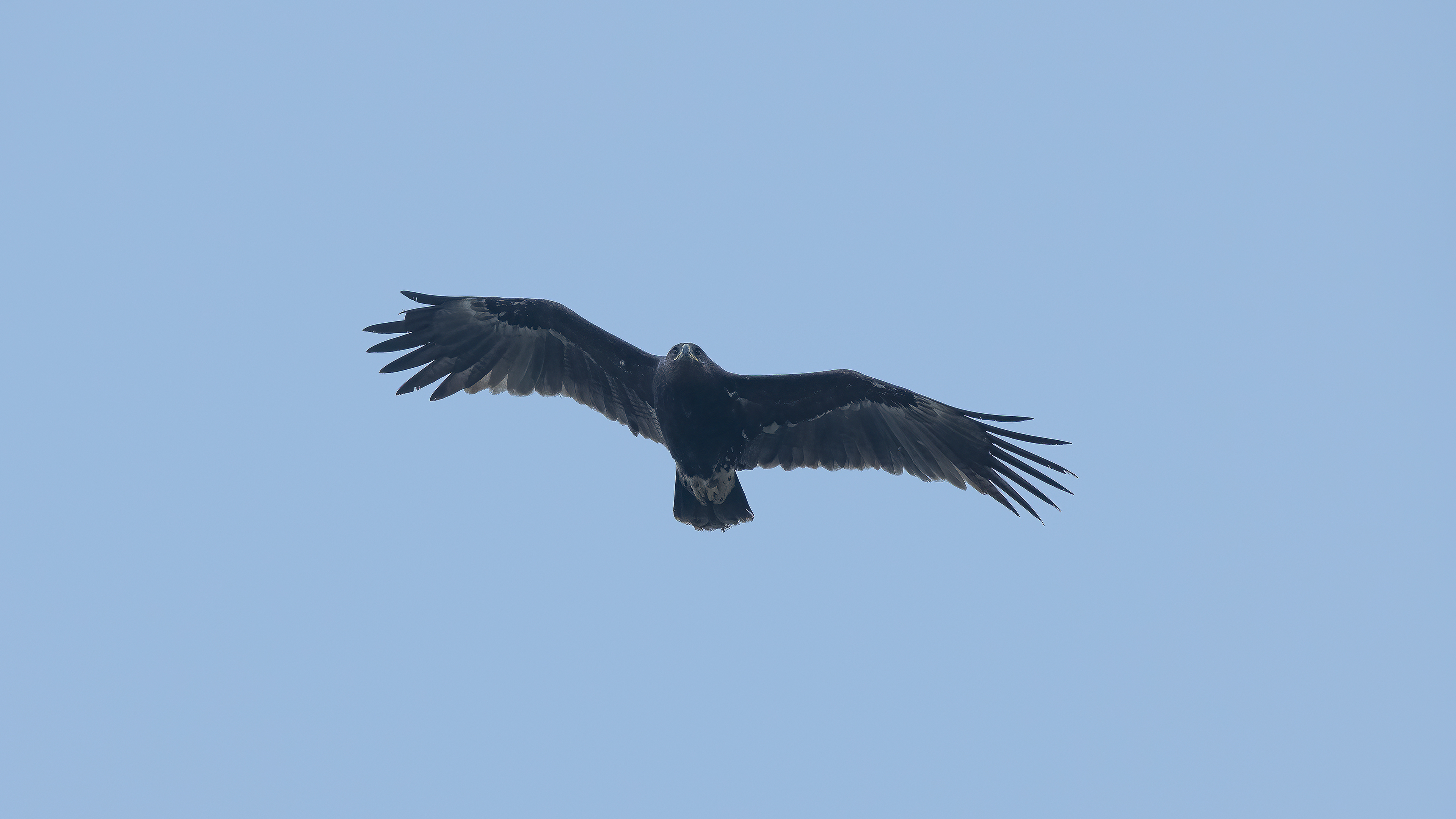 Greater Spotted Eagle