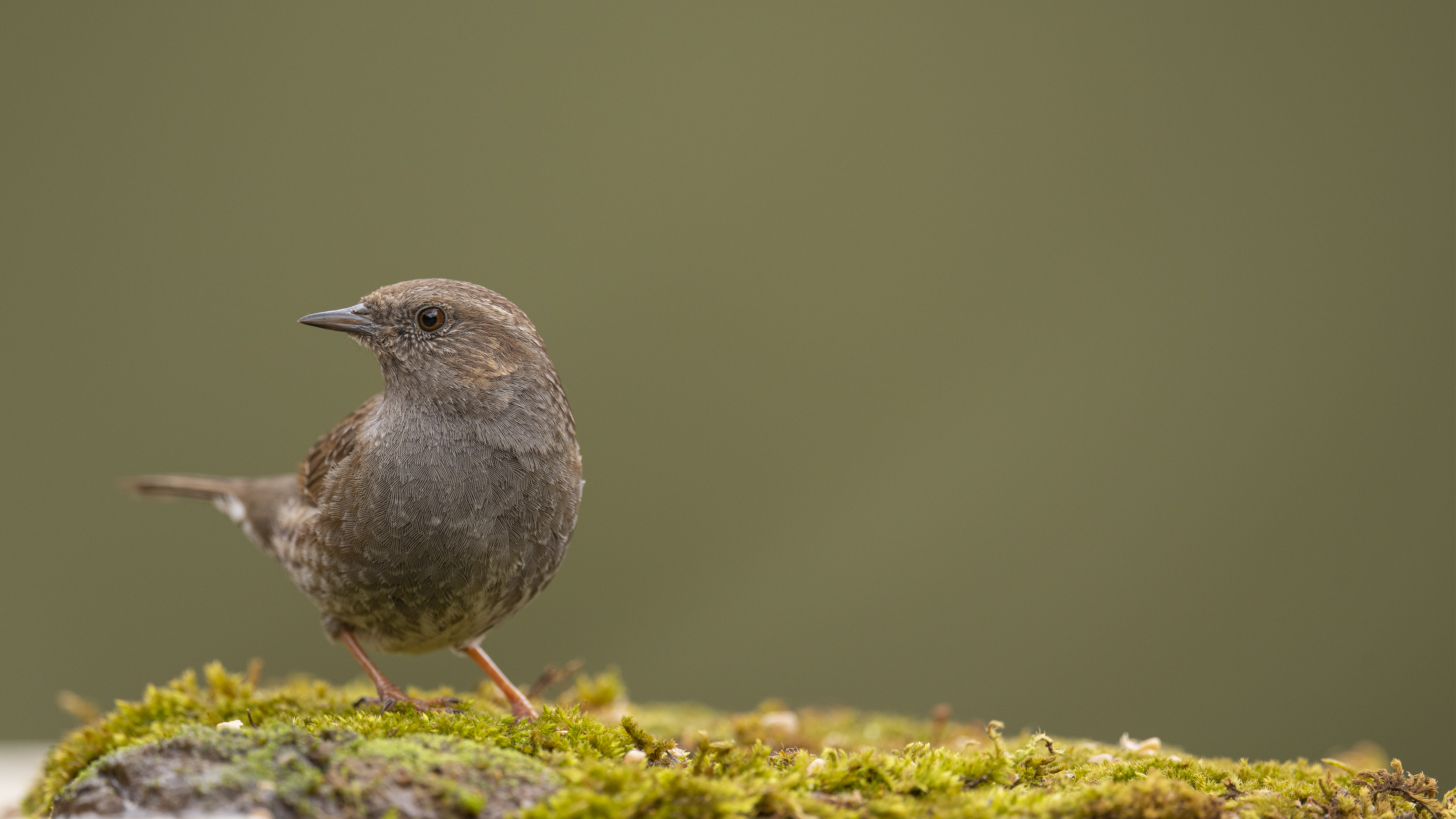 Dunnock