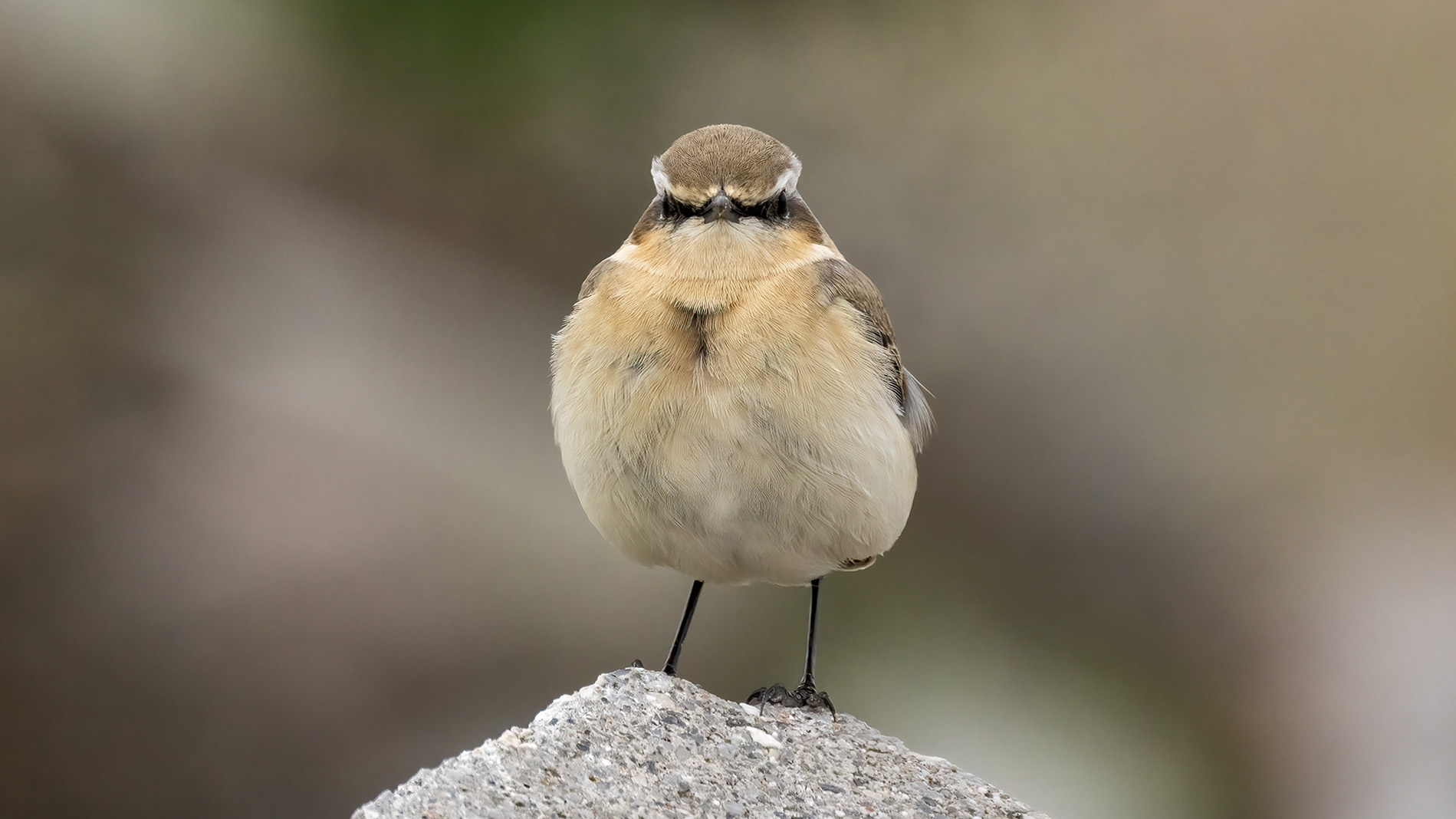 Northern Wheatear
