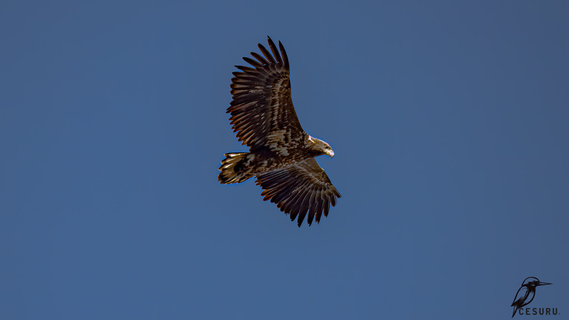 White-tailed Eagle